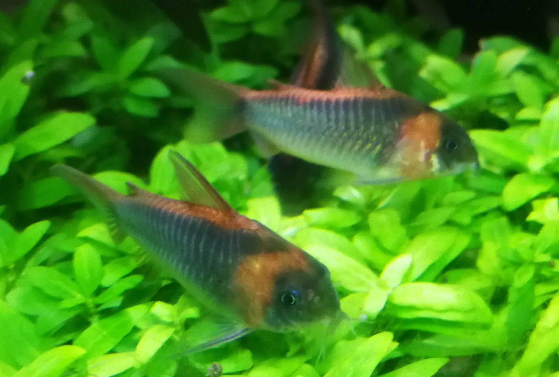 Bronze Stripe Corydoras aquarium photo