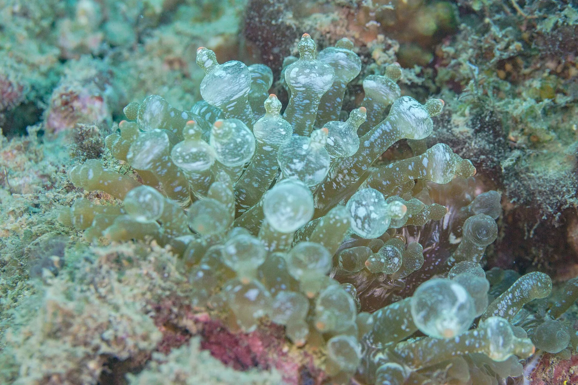 Bubble Tip Anemone in aquarium
