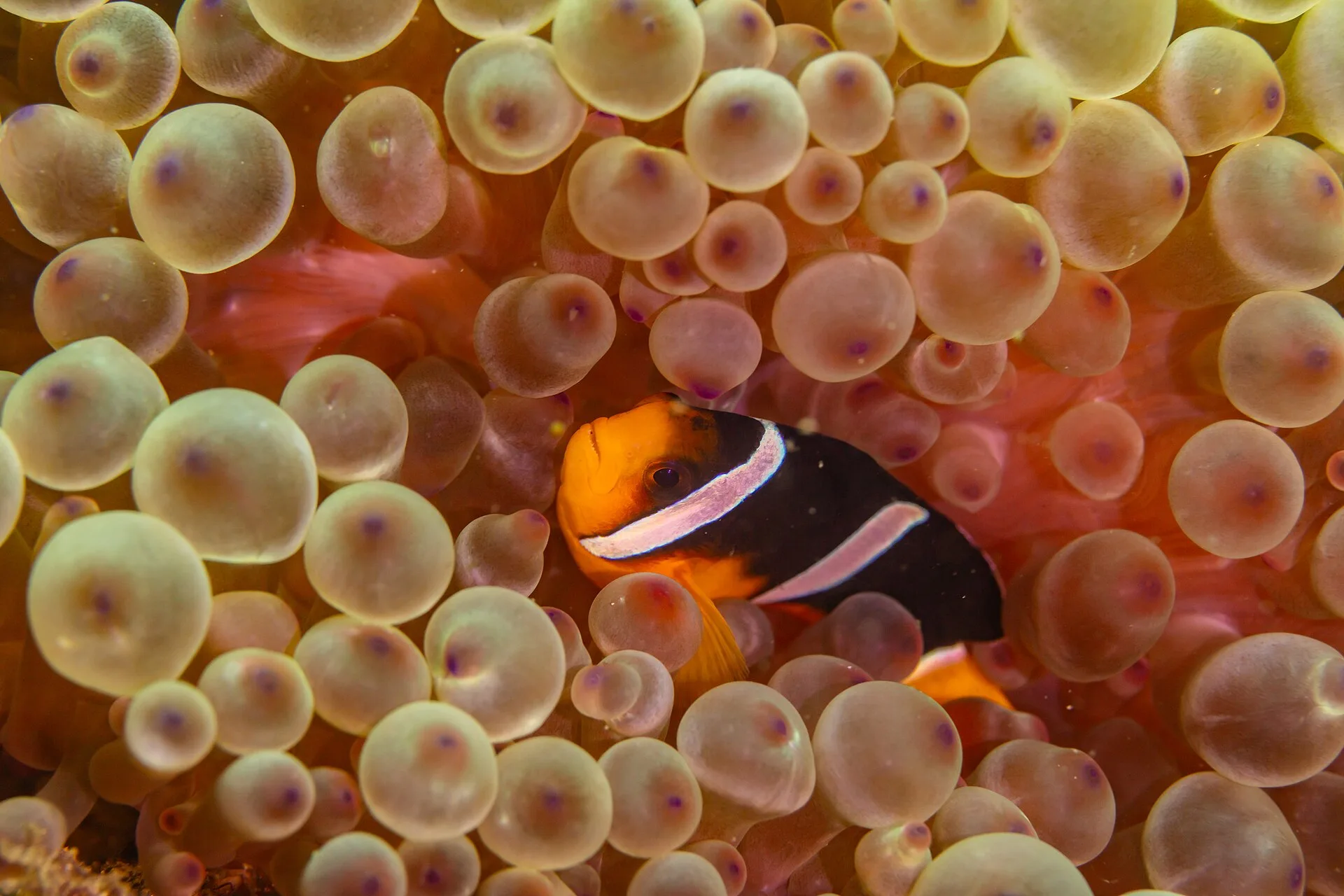 Close view of Bubble Tip Anemone (Entacmaea quadricolor)