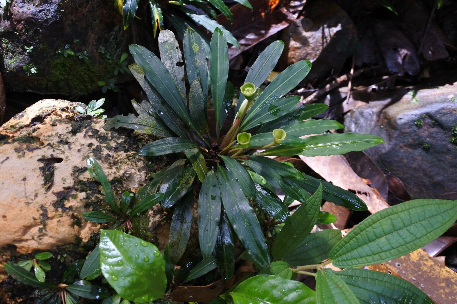 Bucephalandra aquarium photo