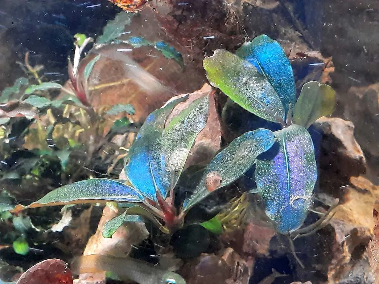 Bucephalandra aquarium photo