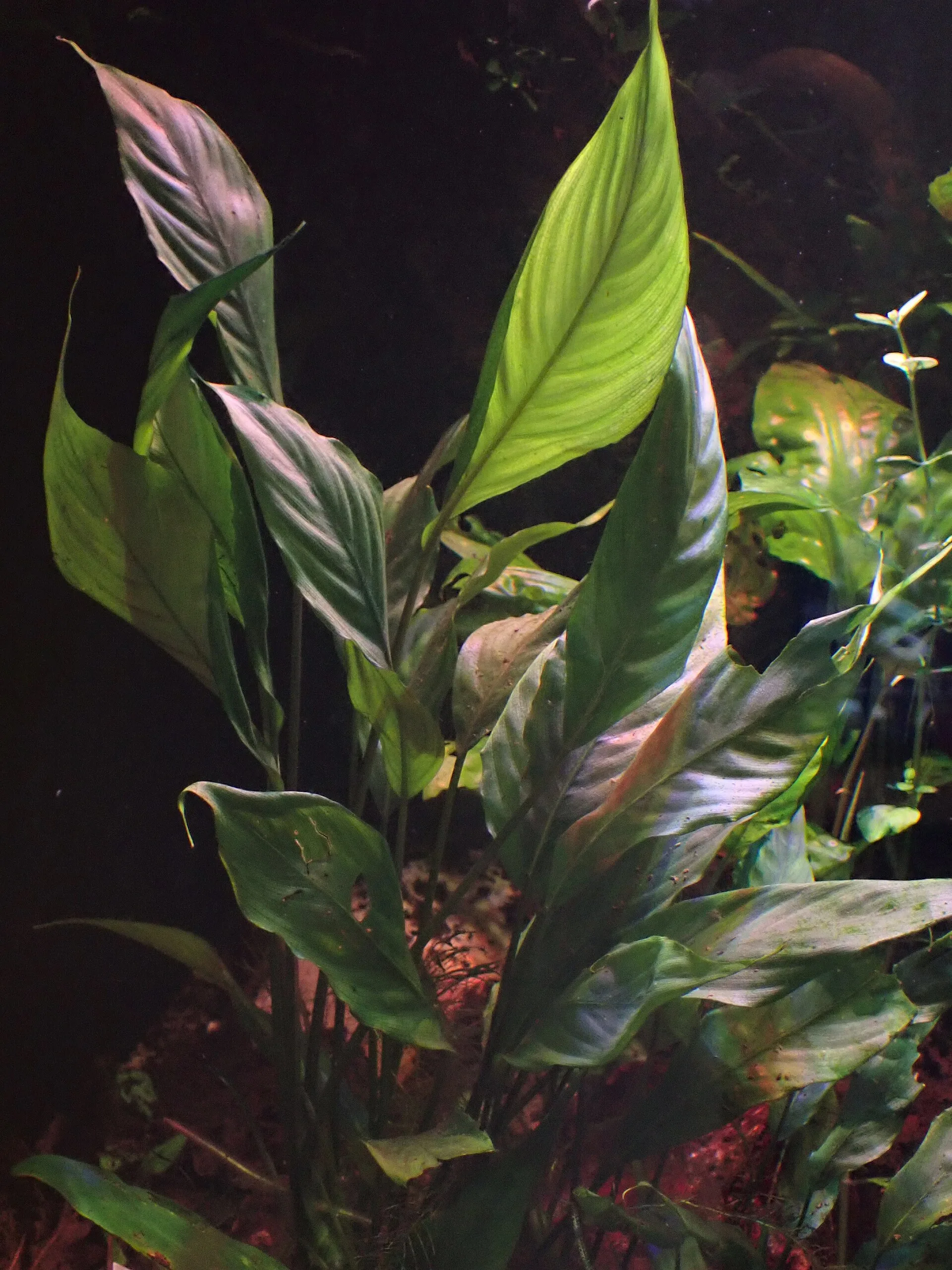 Bucephalandra (Bucephalandra spp.)