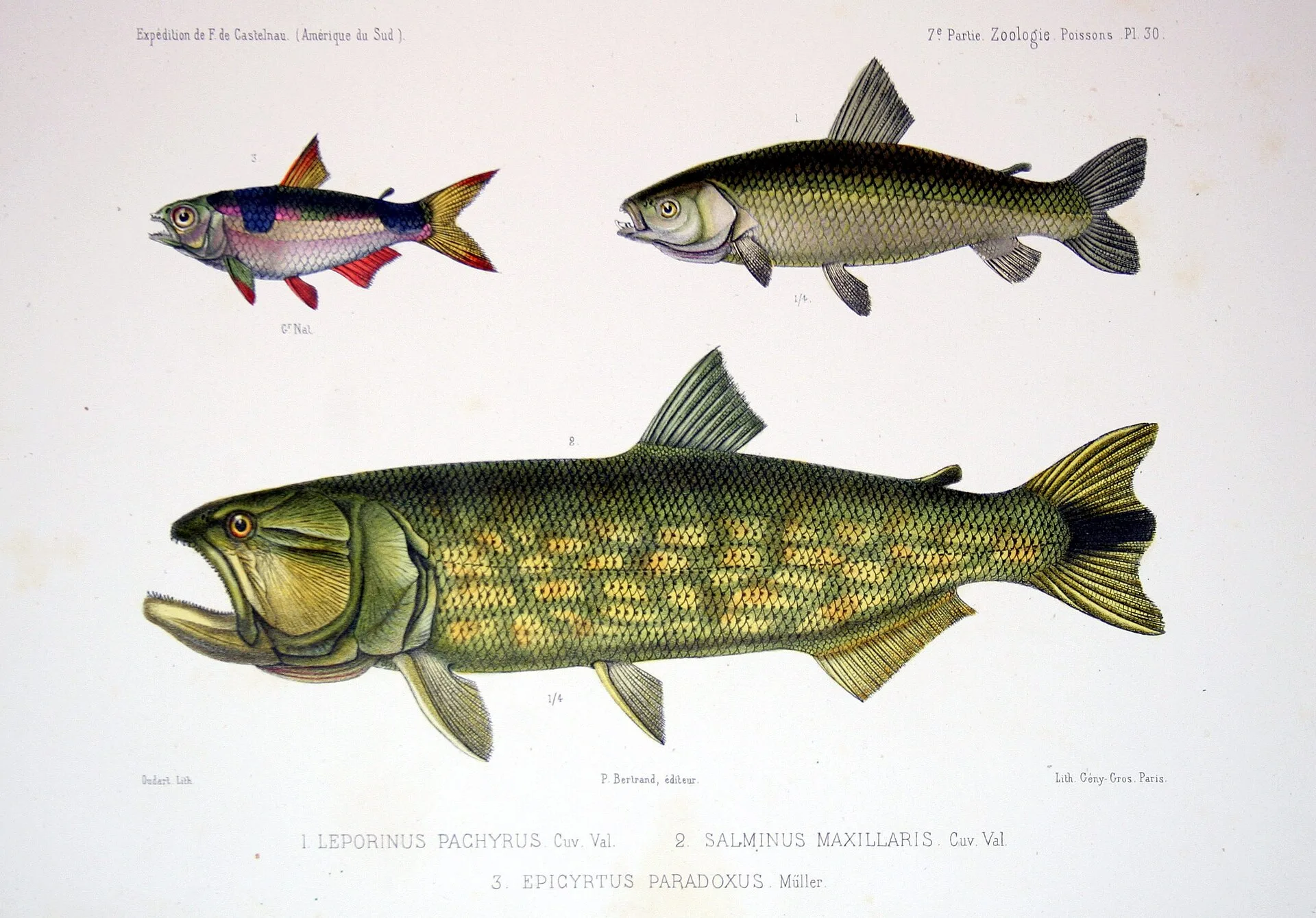 Bucktooth Tetra aquarium photo