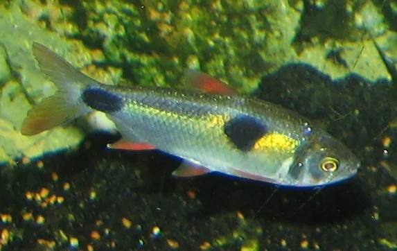 Bucktooth Tetra aquarium photo