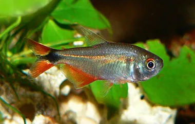 Buenos Aires Tetras aquarium photo