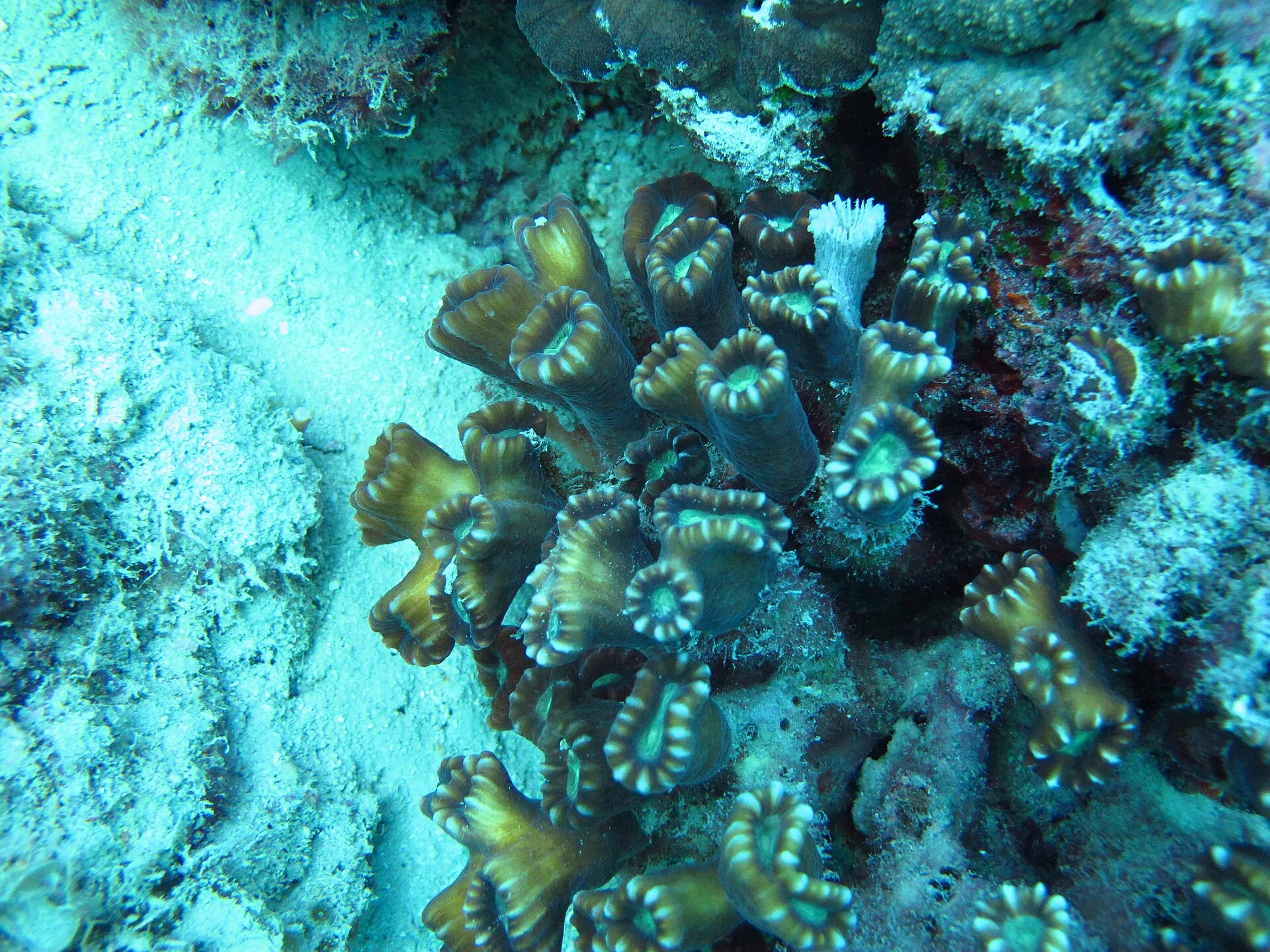 Candy Cane aquarium photo