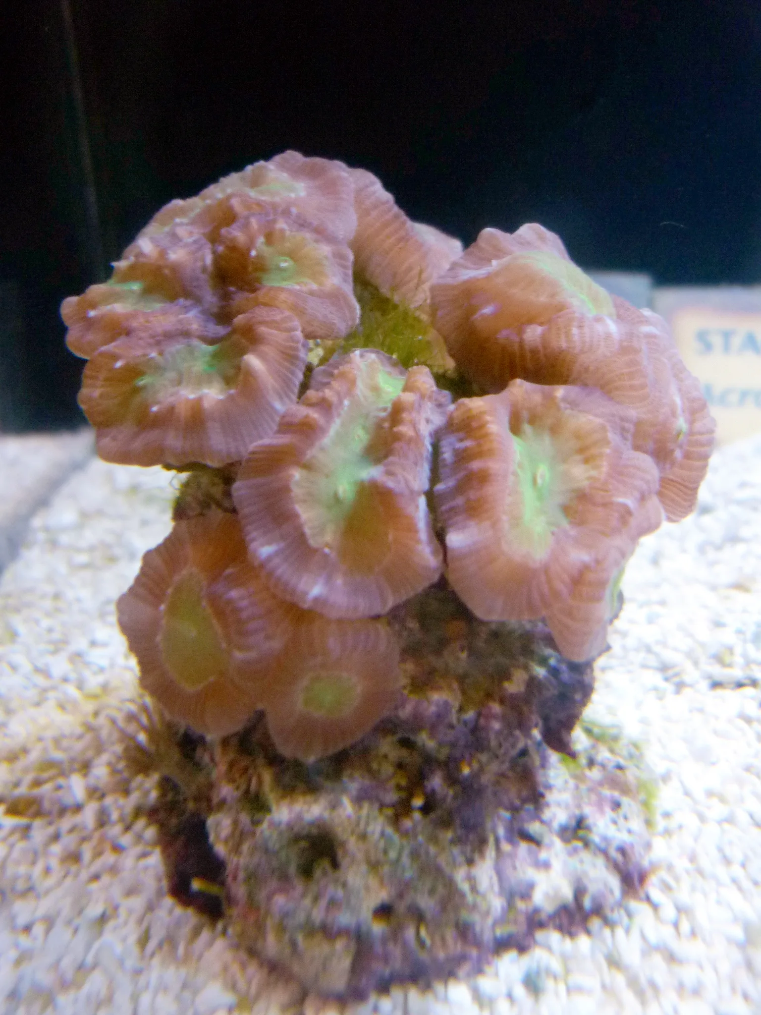 Candy Cane aquarium photo