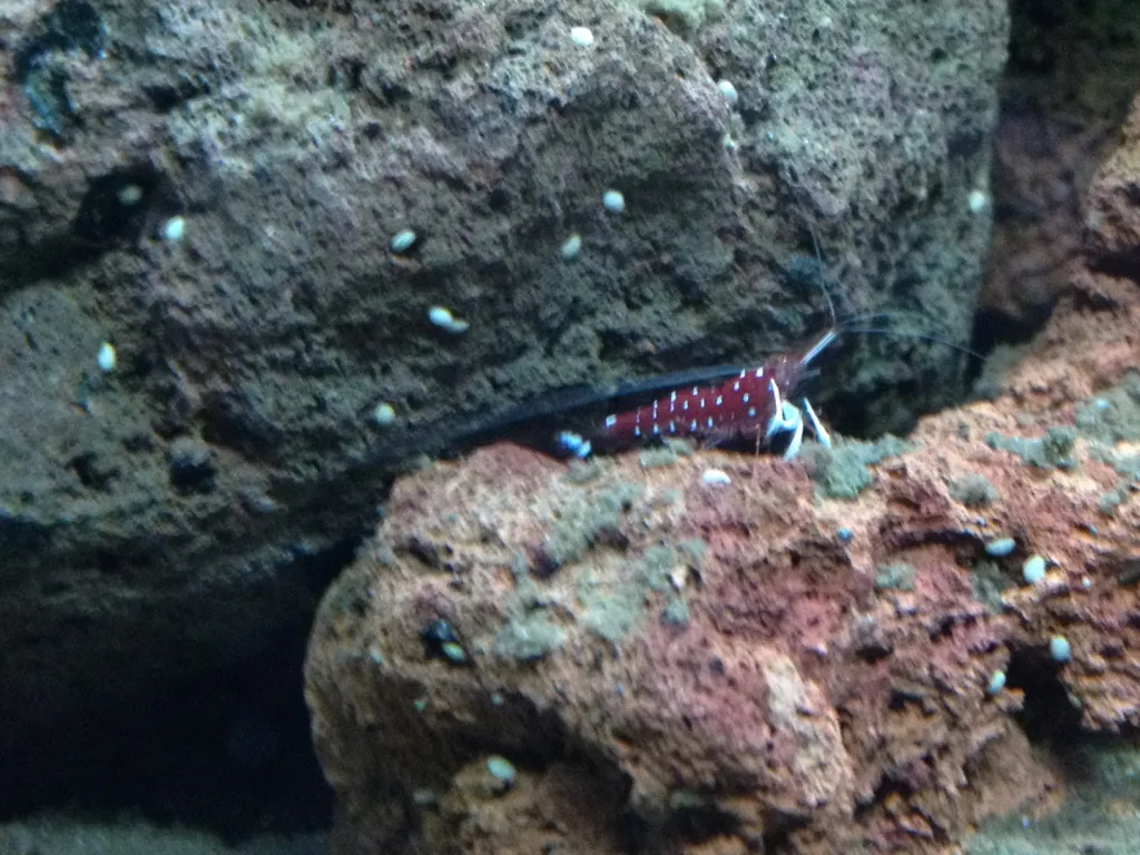 Cardinal Sulawesi Shrimp (Caridina dennerli)