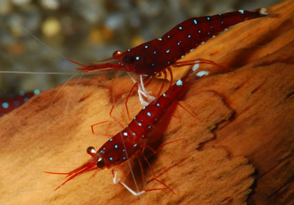 Cardinal Sulawesi Shrimp in <a href=