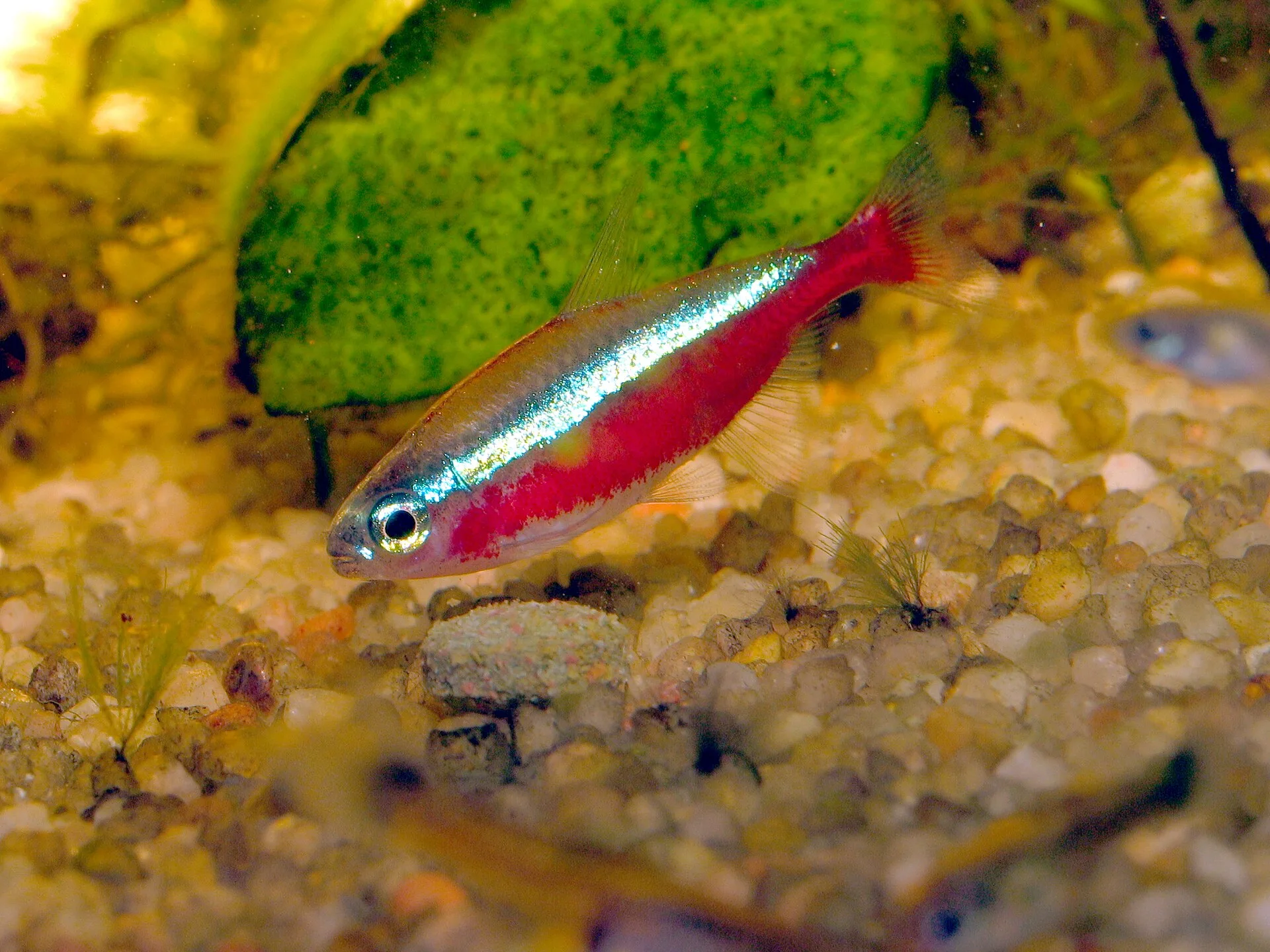 Cardinal Tetra aquarium photo