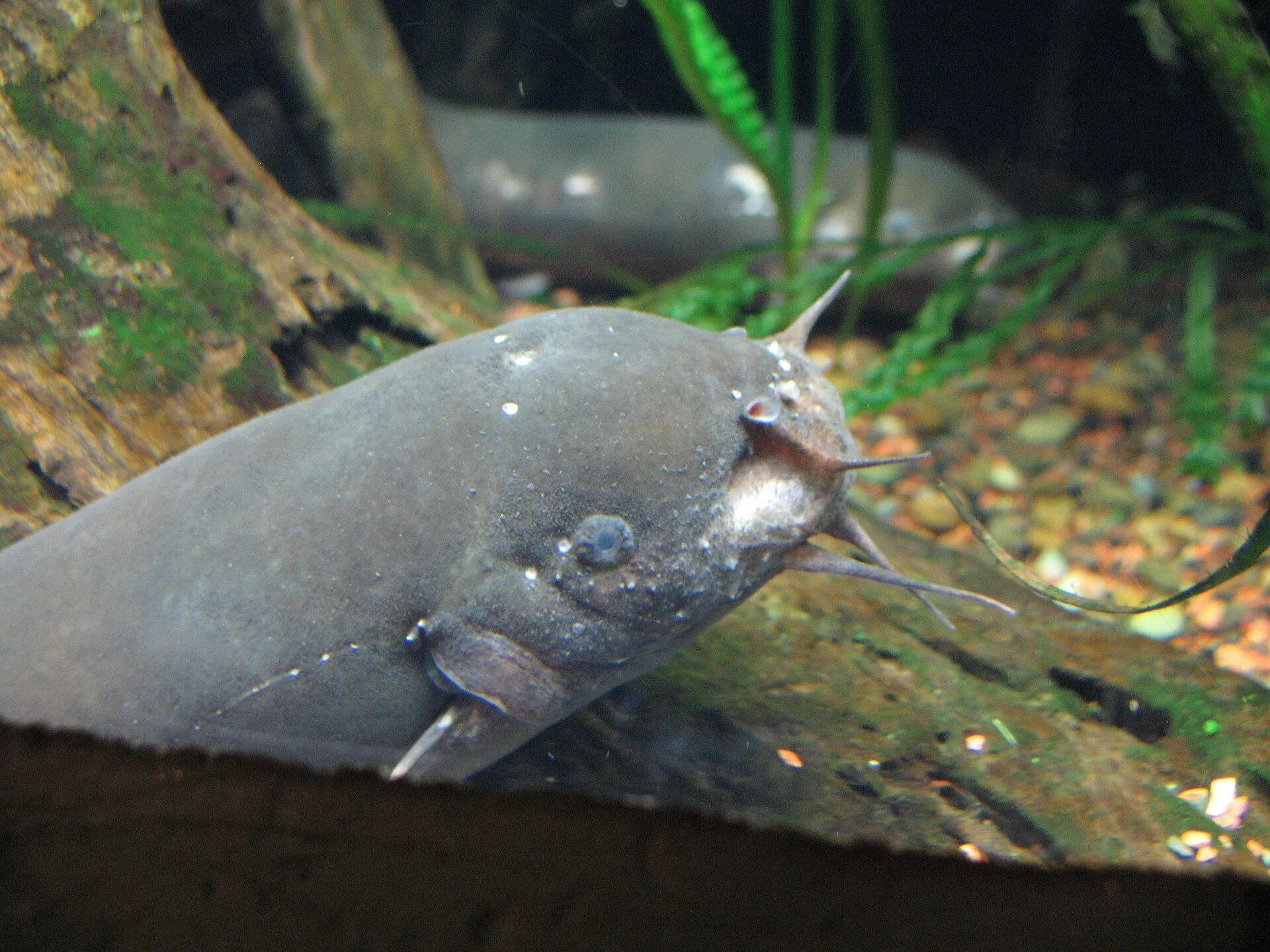 Catfish Types for Home Aquariums