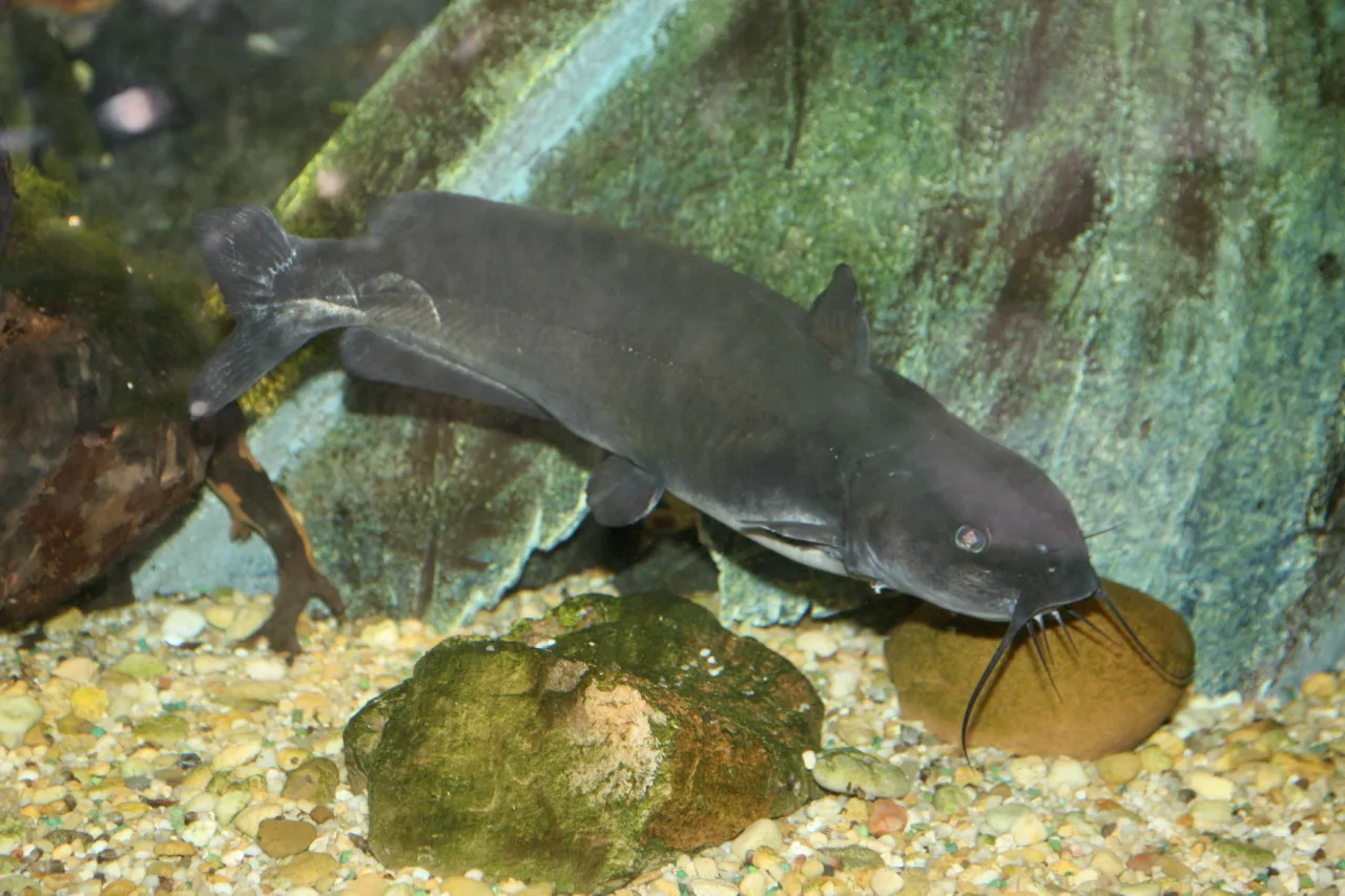 Catfish Types for Home Aquariums