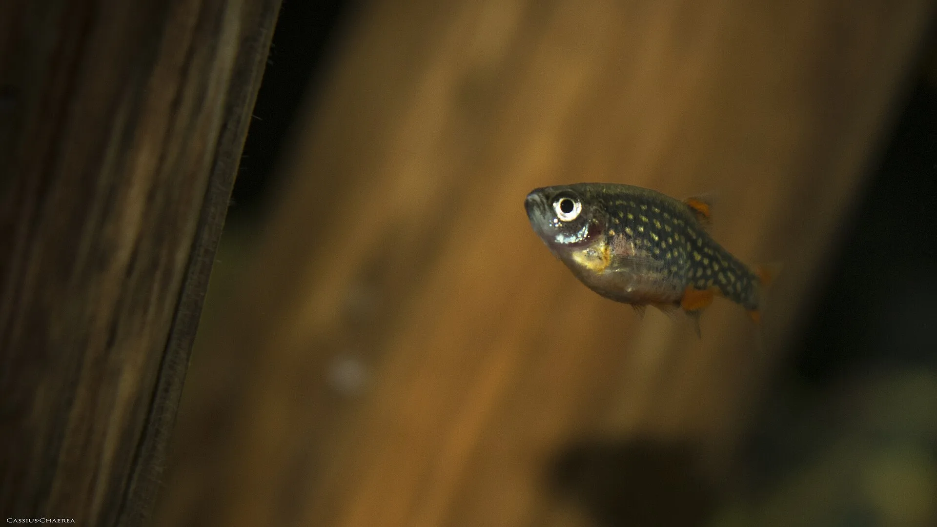 Celestial Pearl Danio aquarium photo
