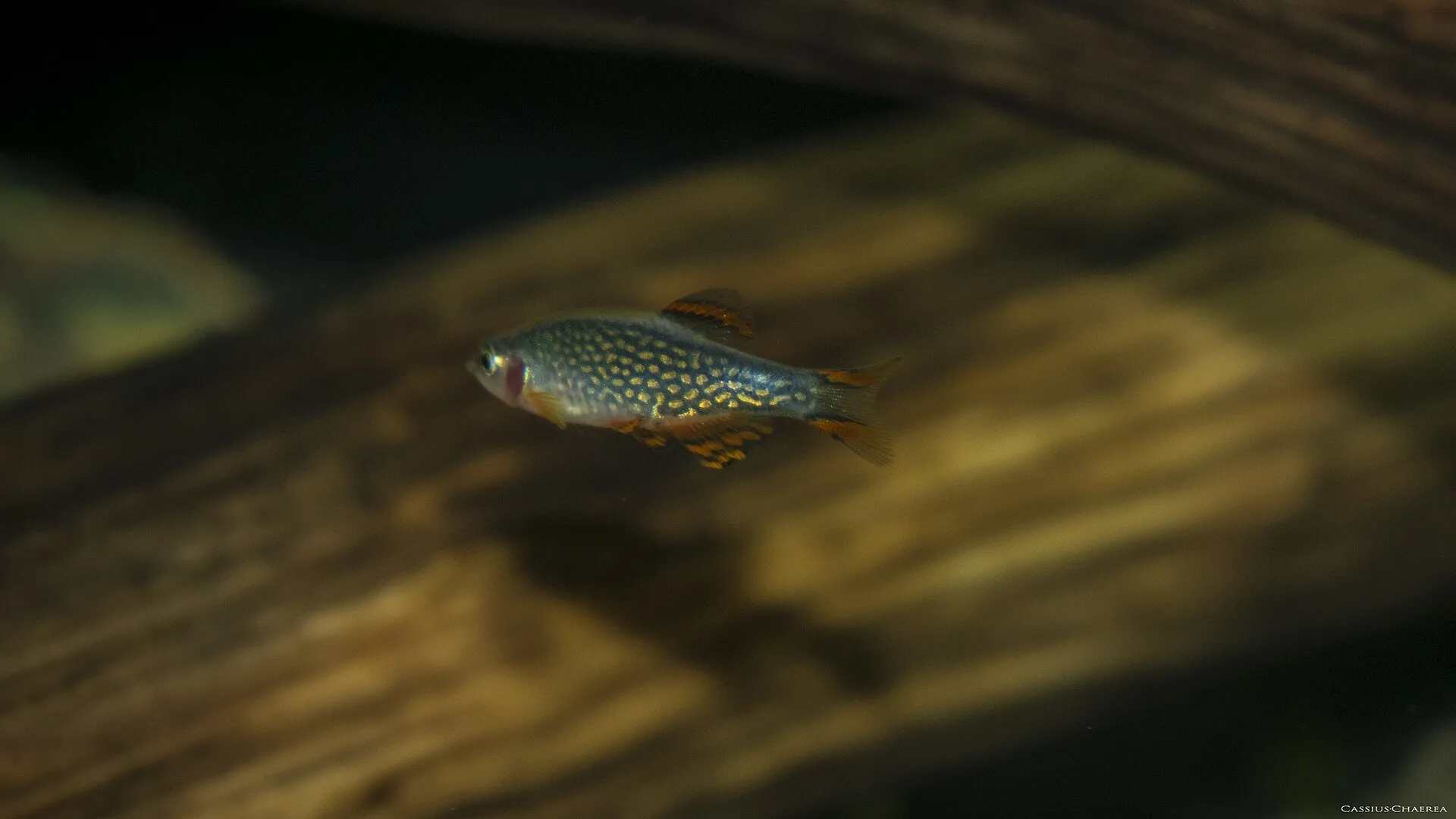 Celestial Pearl Danio aquarium photo