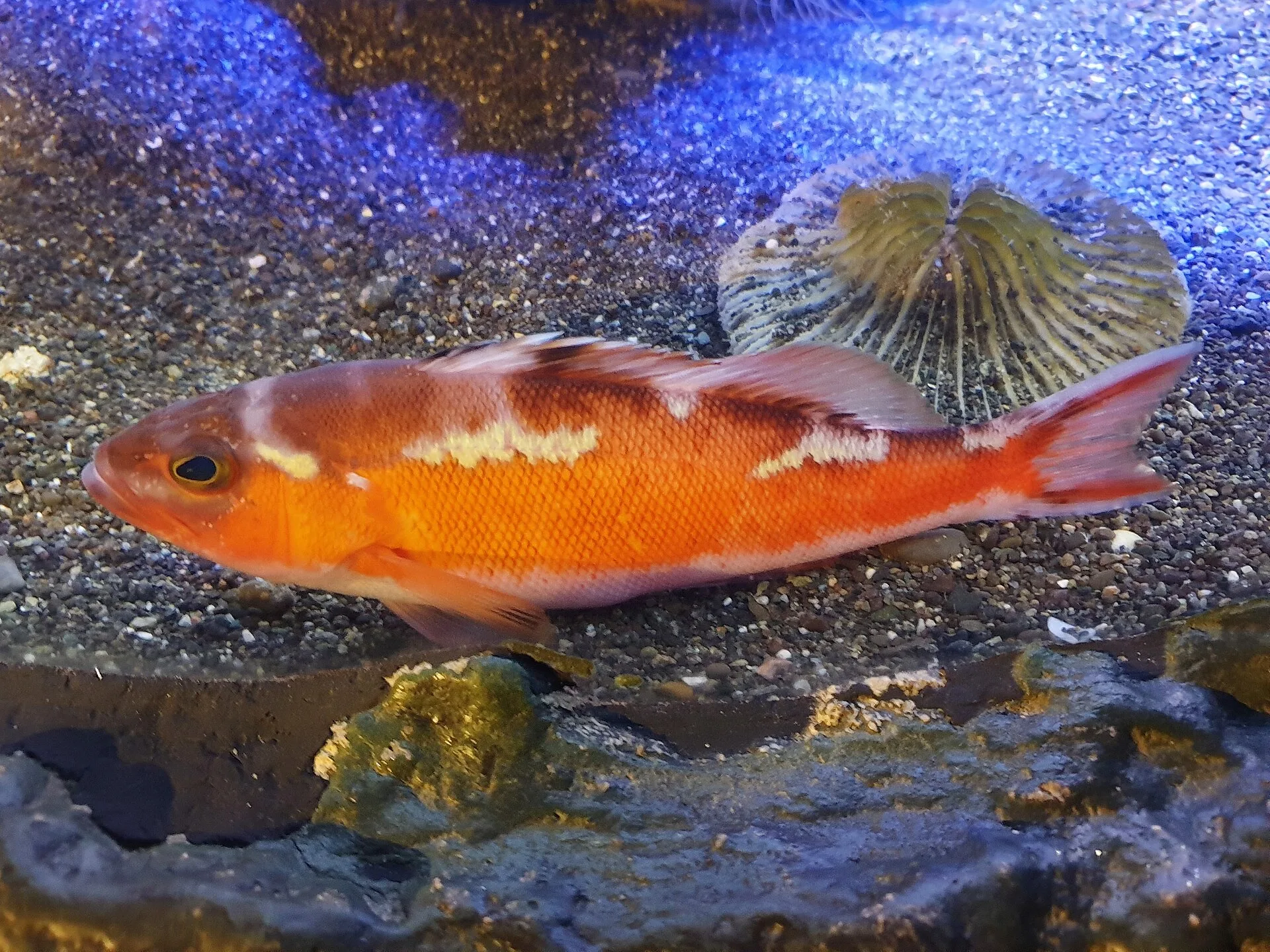 Close view of Chalk Bass (Serranus tortugarum)