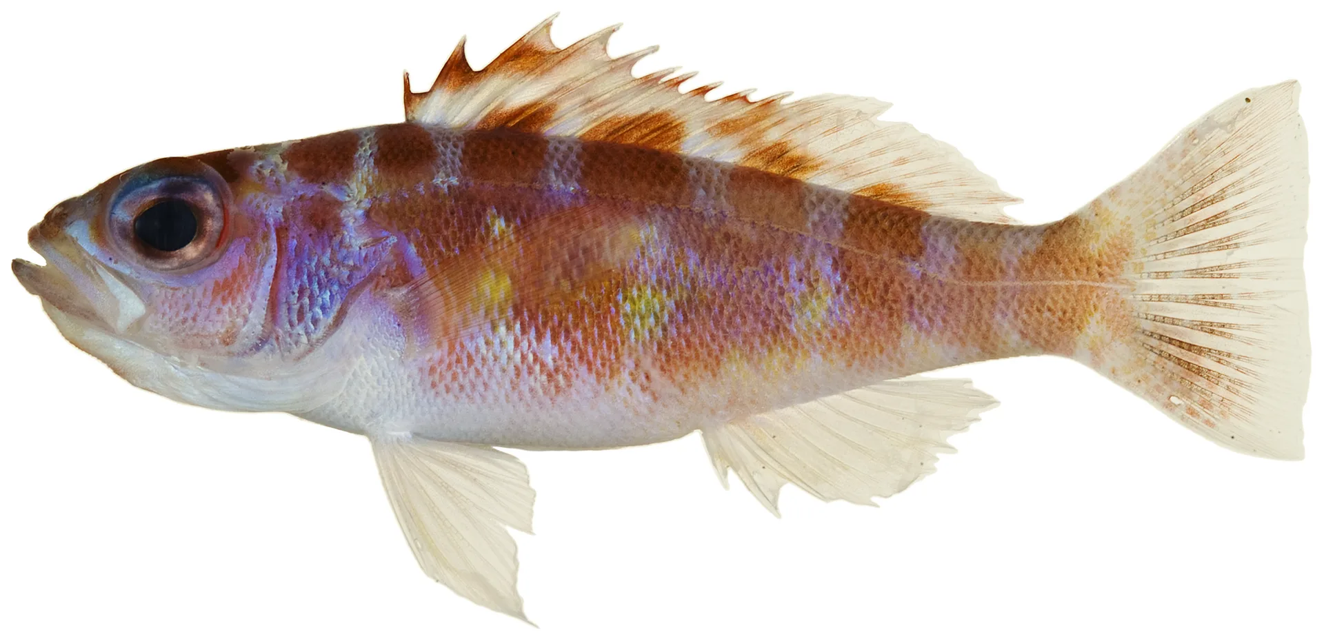 Chalk Bass showing natural colour