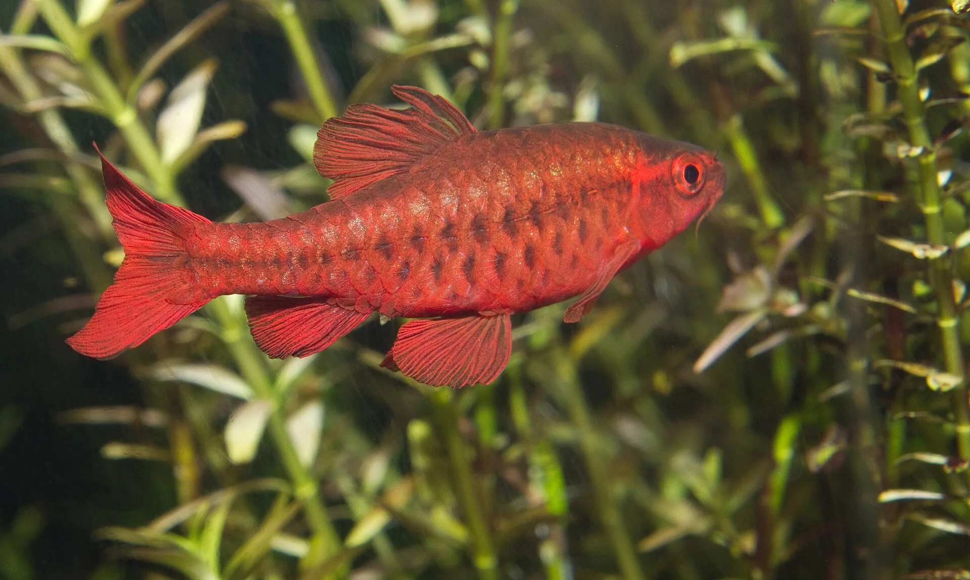Cherry Barb aquarium photo