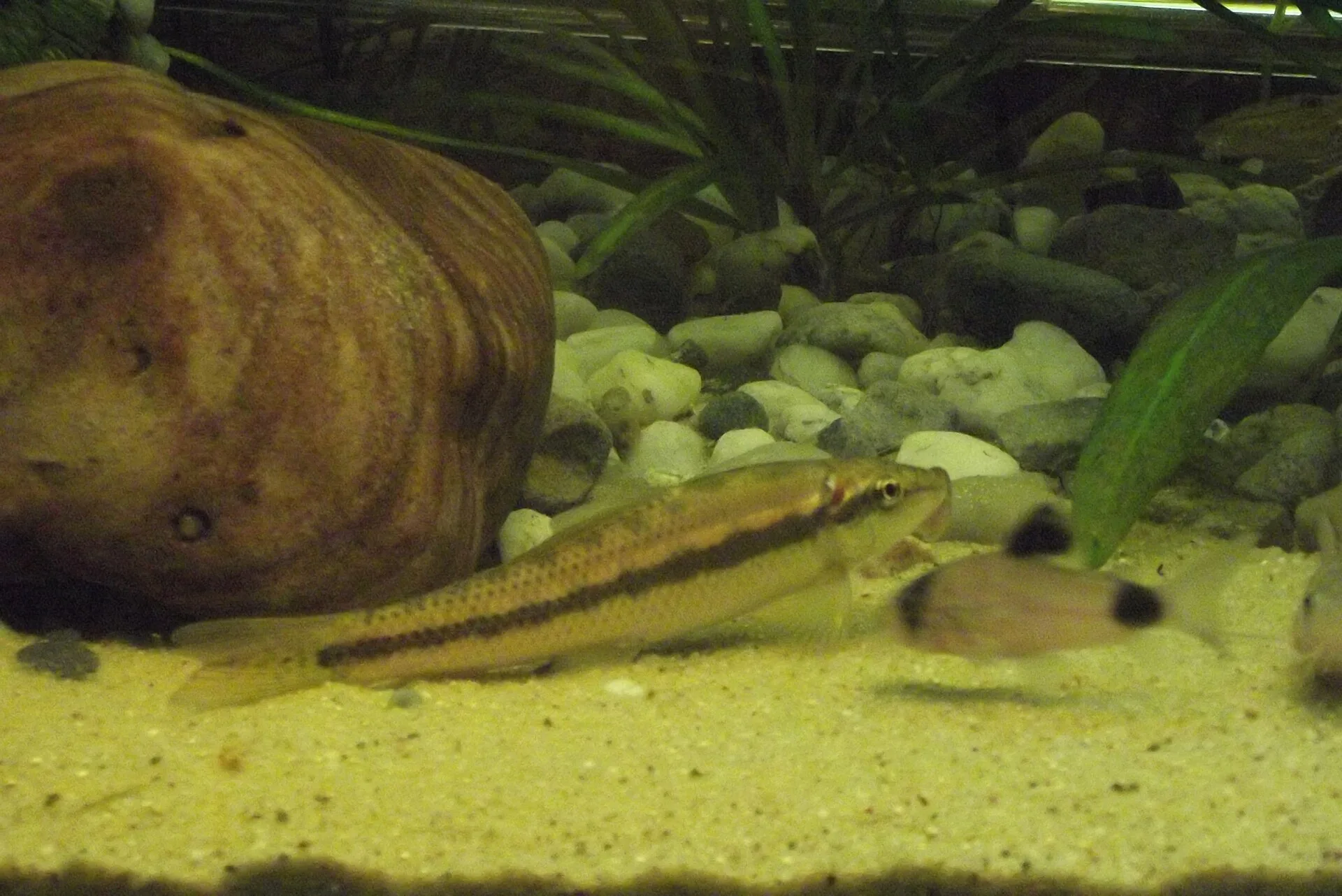 Chinese Algae Eater in a freshwater aquarium