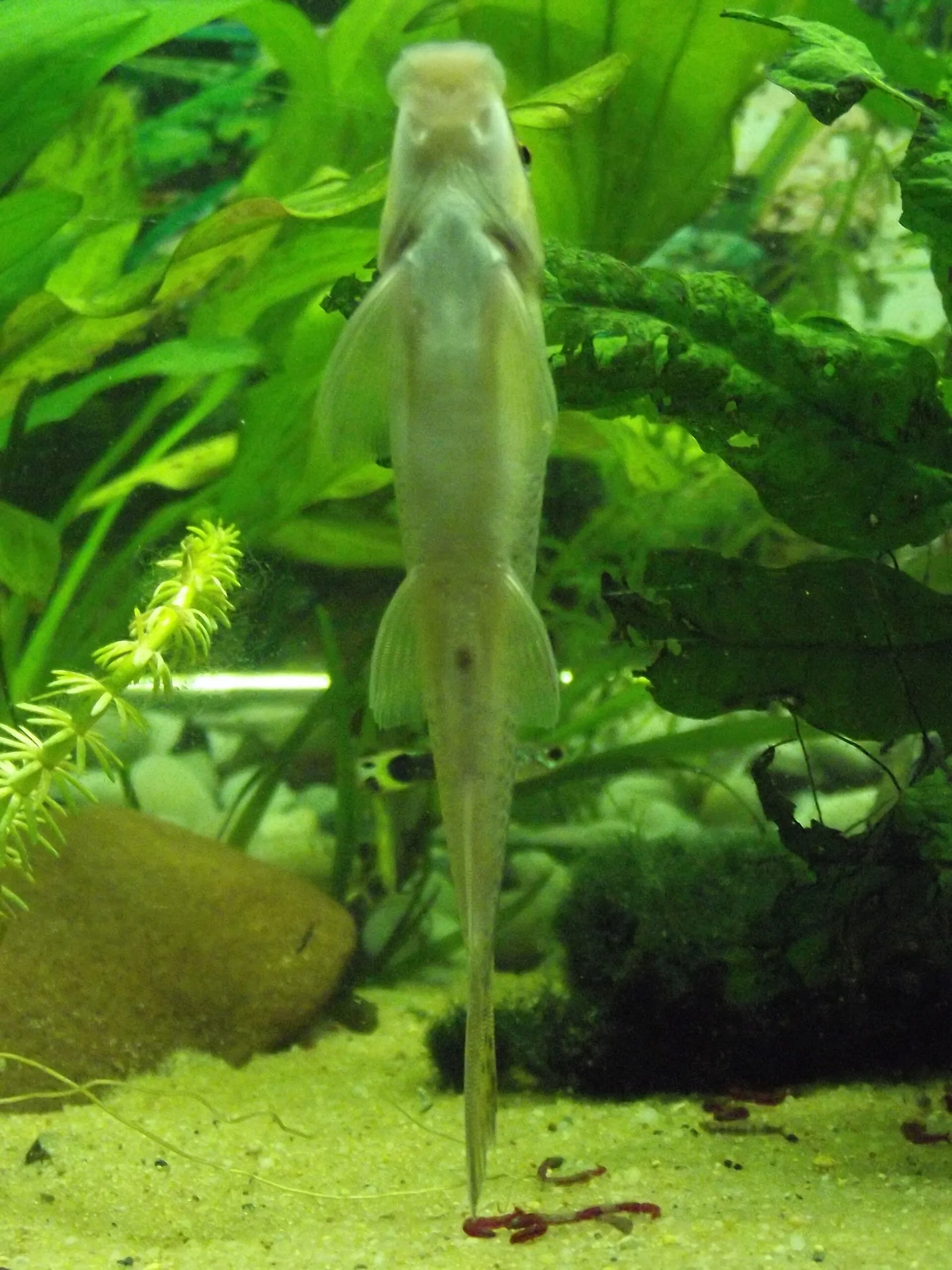 Chinese Algae Eater showing natural colour and shape