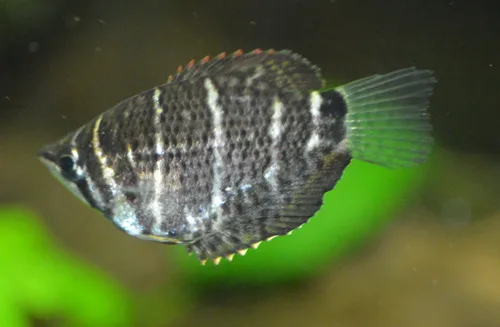 Close view of Chocolate Gourami (Sphaerichthys osphromenoides)