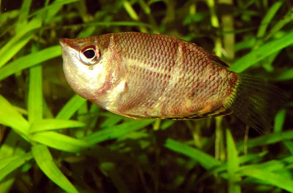 Chocolate Gourami showing natural colour and shape