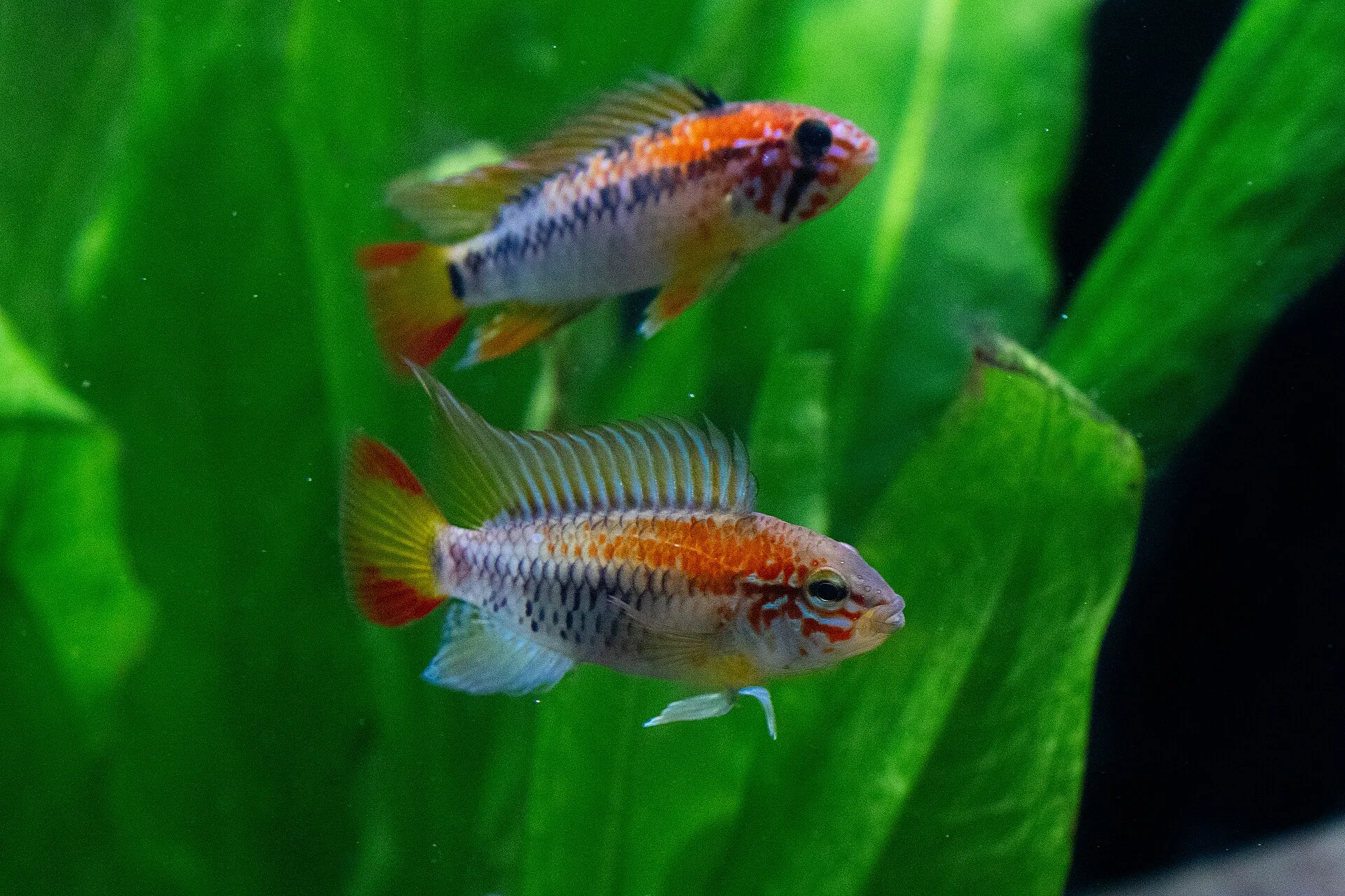 Choosing Your First Cichlid