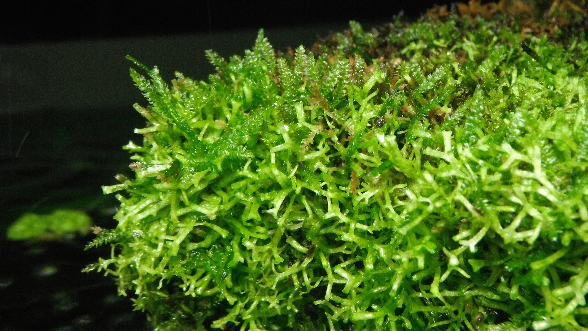 Christmas Moss (Vesicularia montagnei)