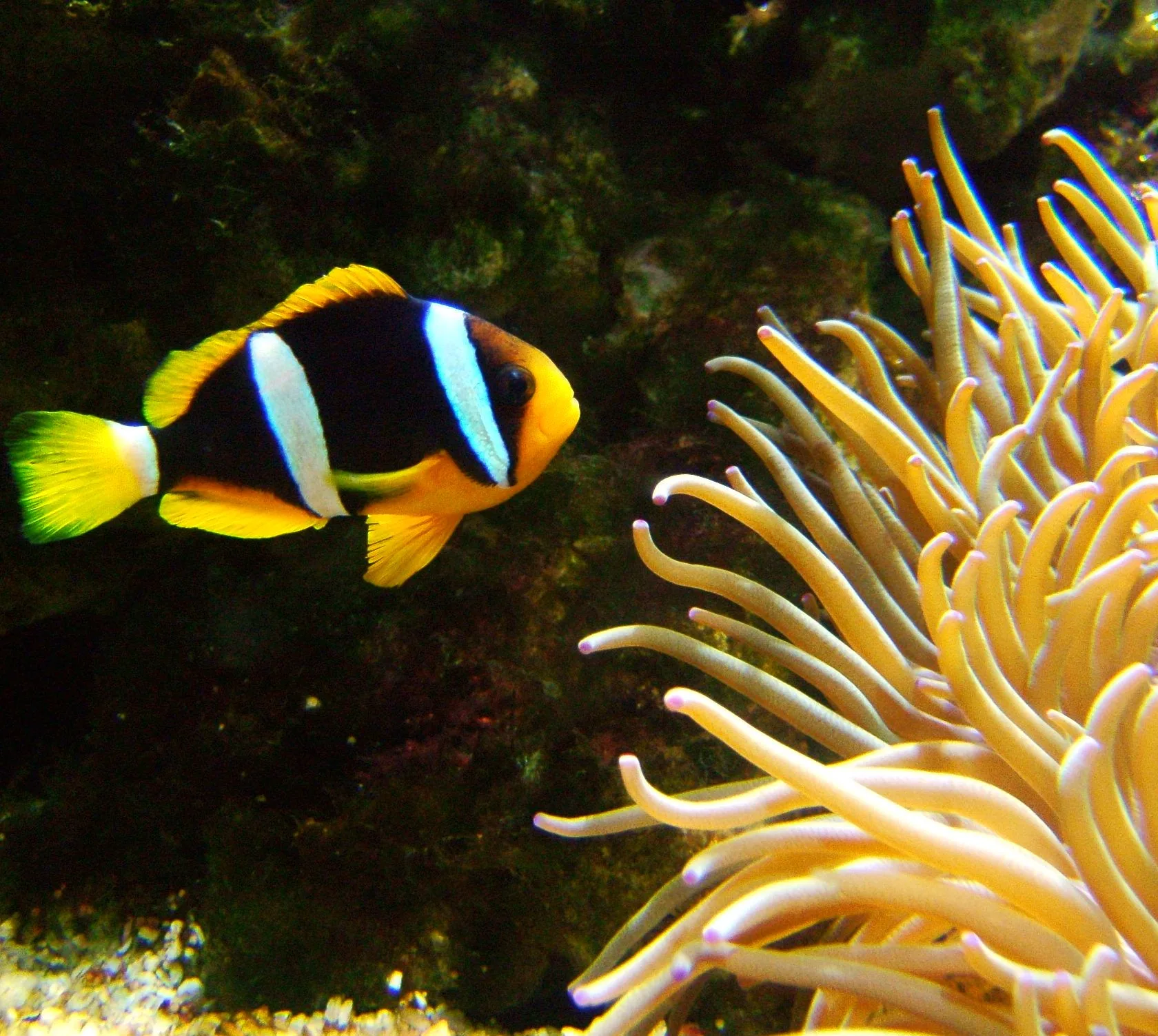 Clarkii Clownfish (Amphiprion clarkii)