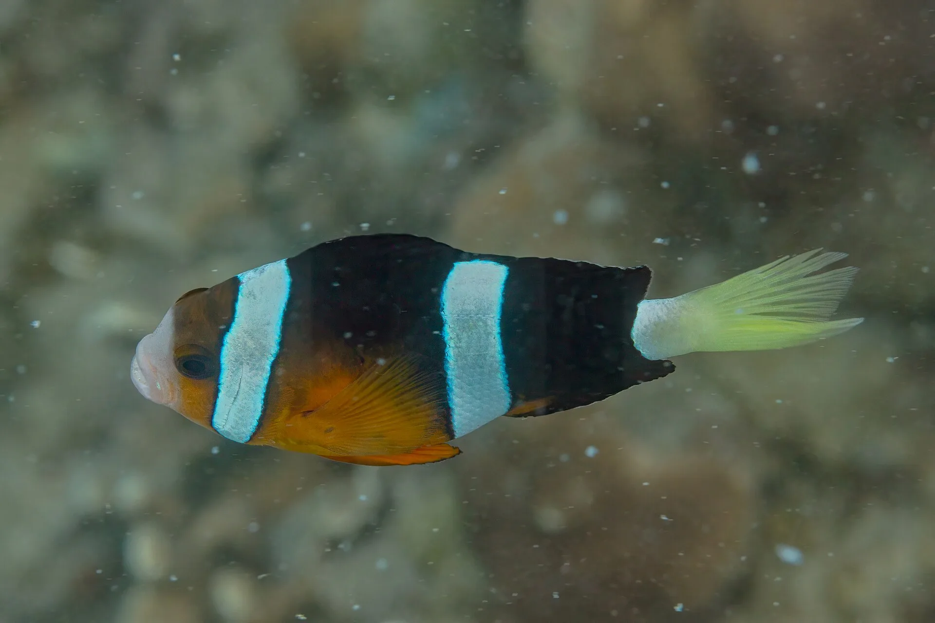 Close view of Clarkii Clownfish (Amphiprion clarkii)