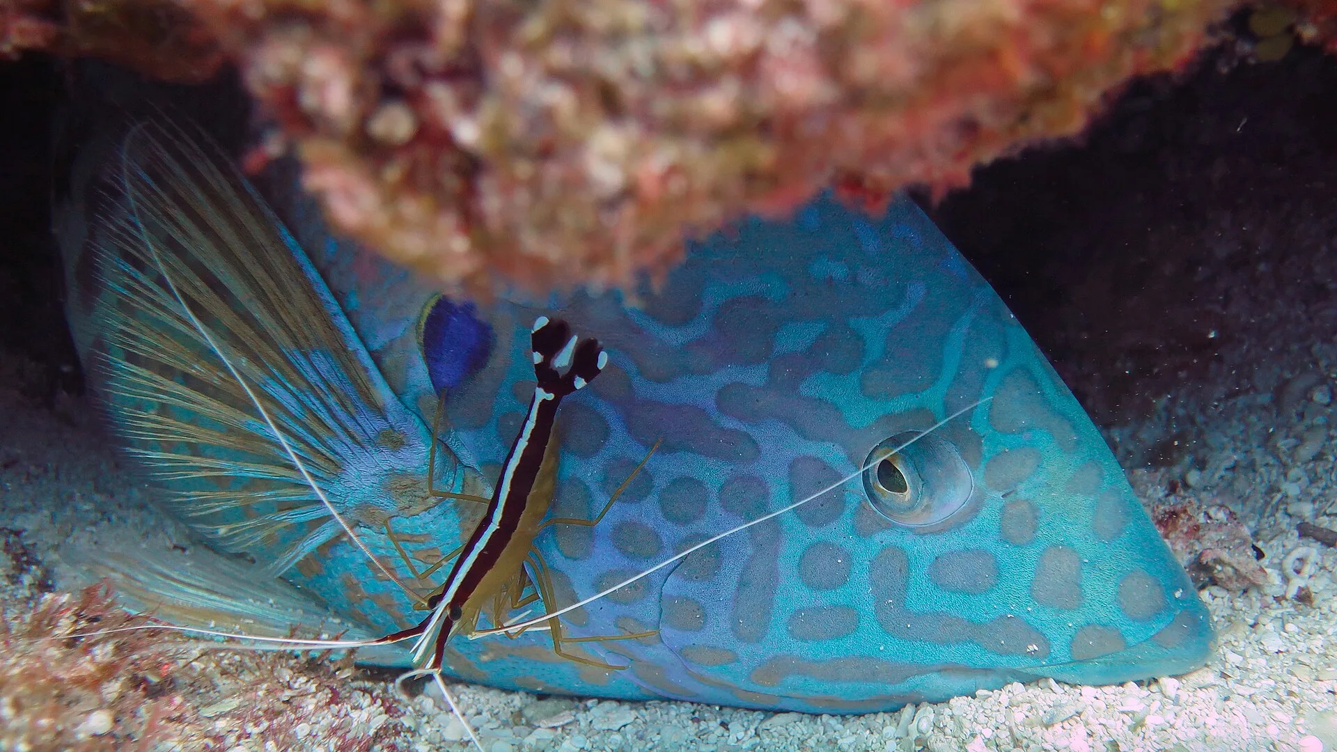 Cleaner Shrimp aquarium photo