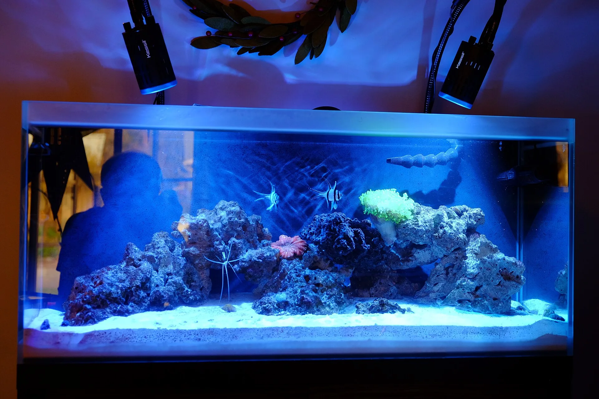 Cleaner Shrimp aquarium photo