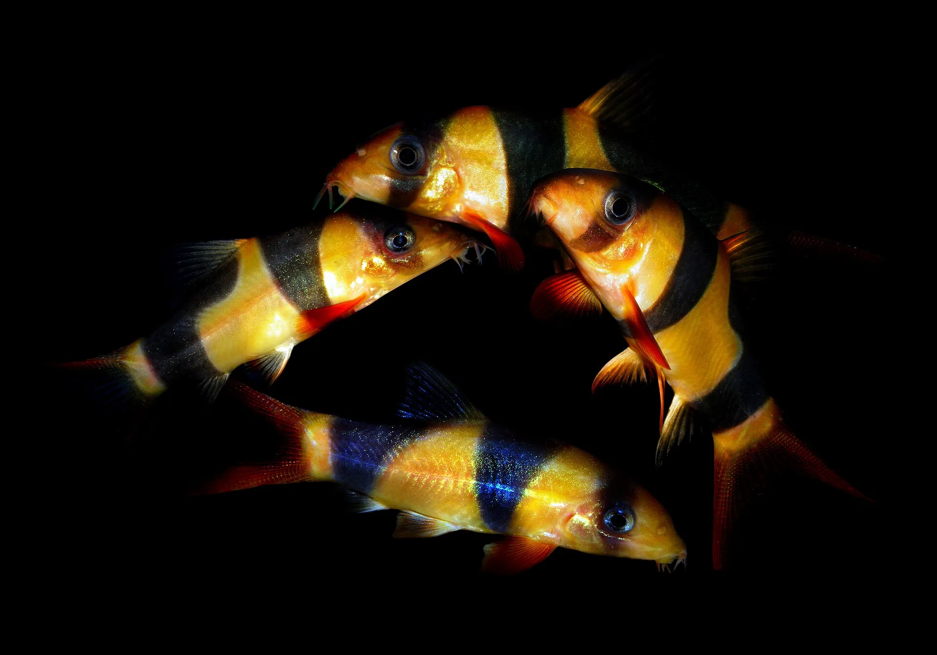 Clown Loach aquarium photo