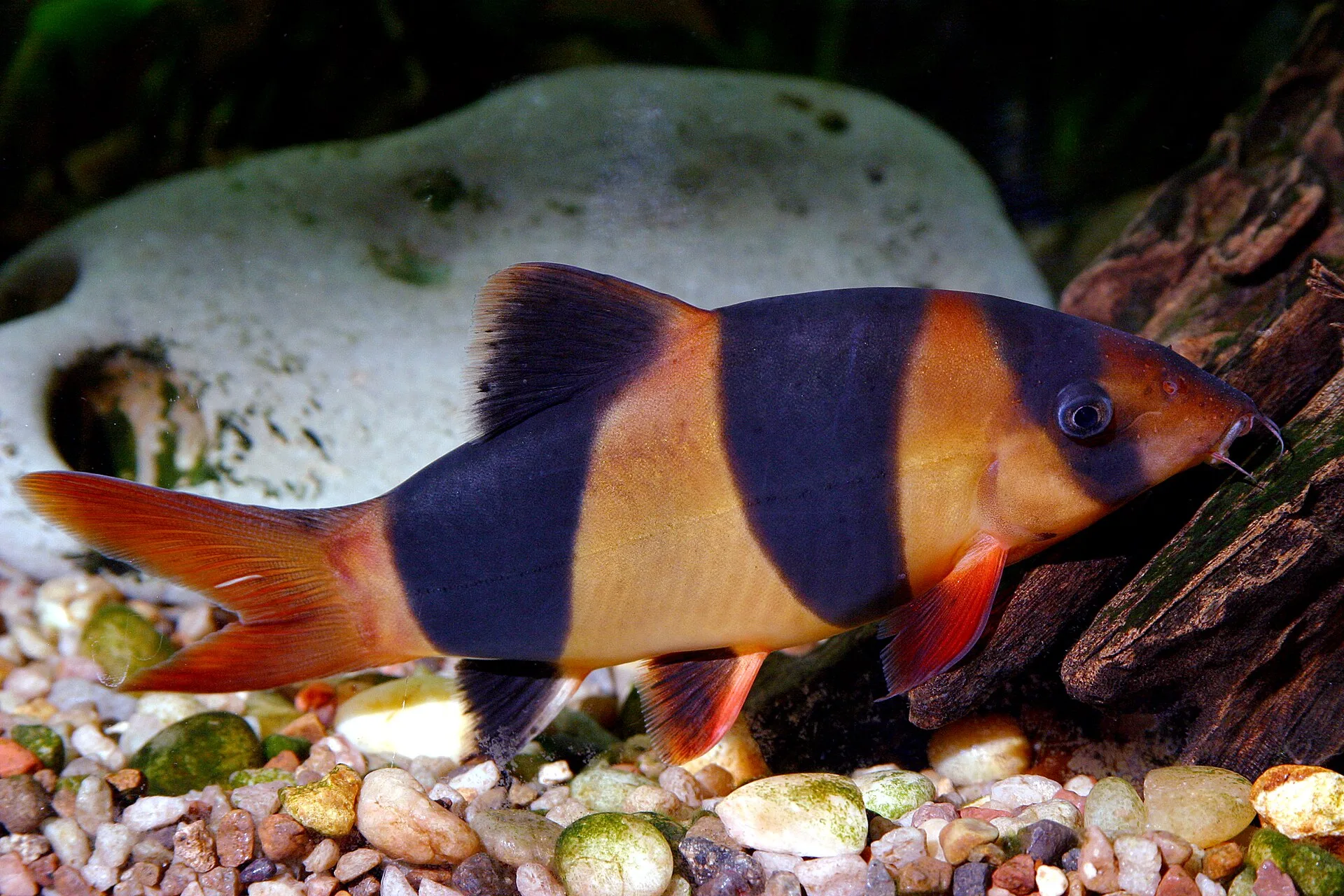 Clown Loach aquarium photo