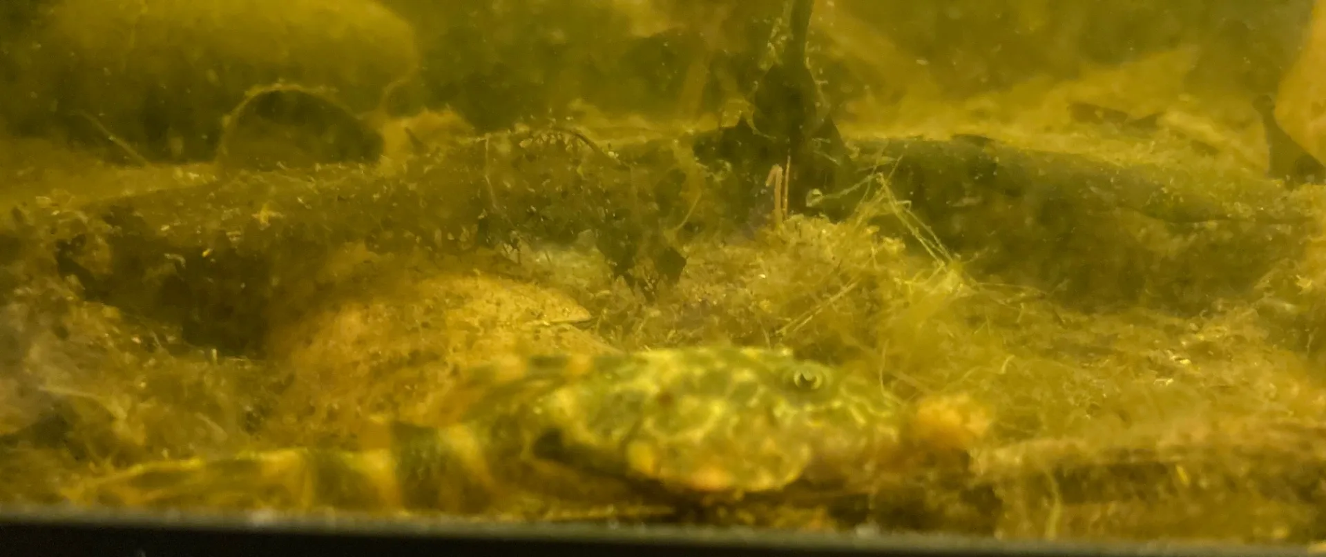 Clown Pleco (Panaqolus maccus)