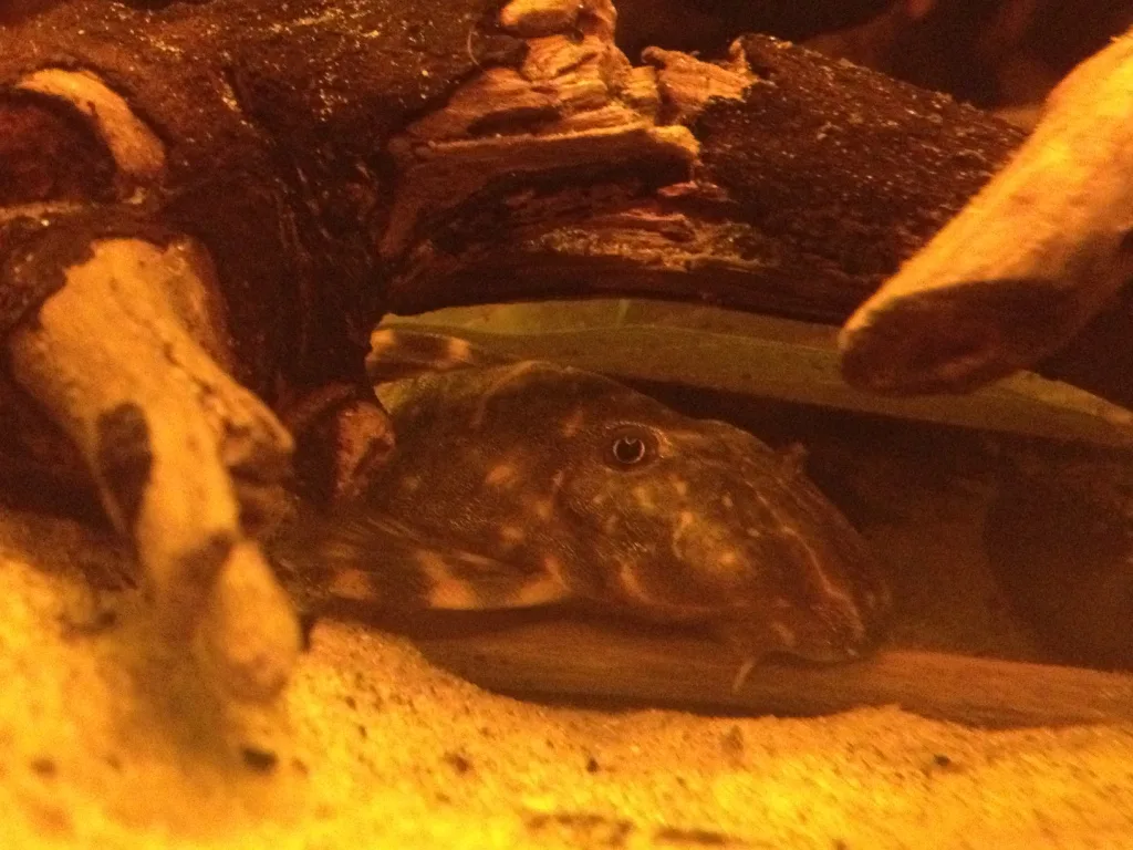 Clown Pleco in a freshwater aquarium