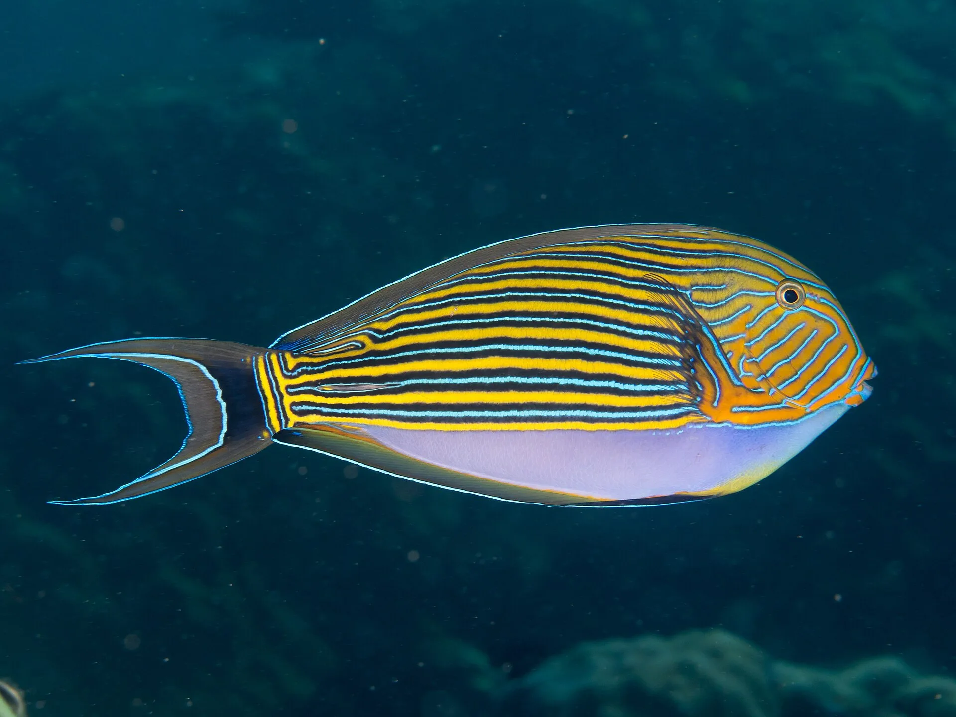 Clown Tang aquarium photo