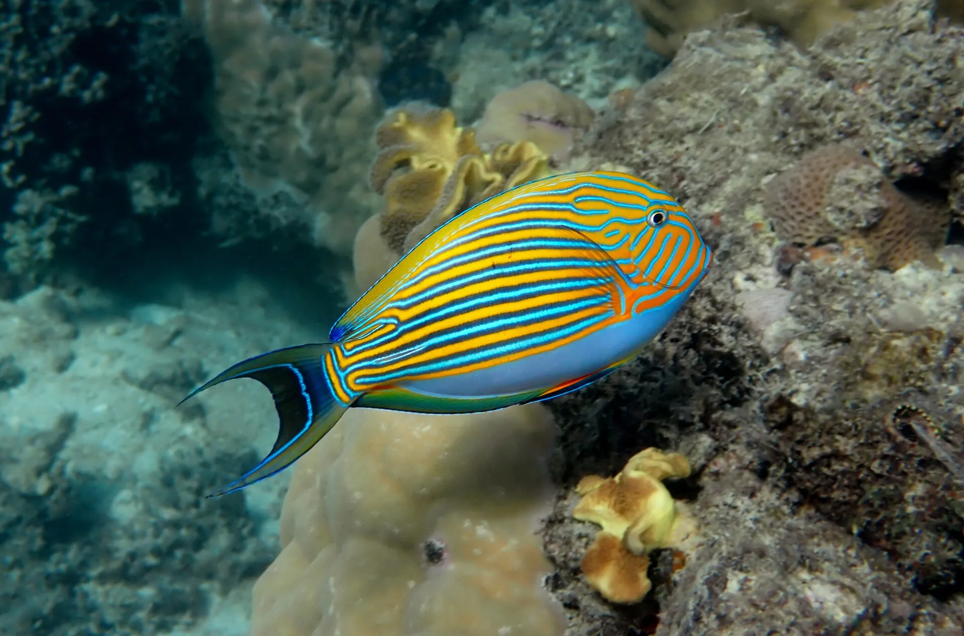Clown Tang aquarium photo