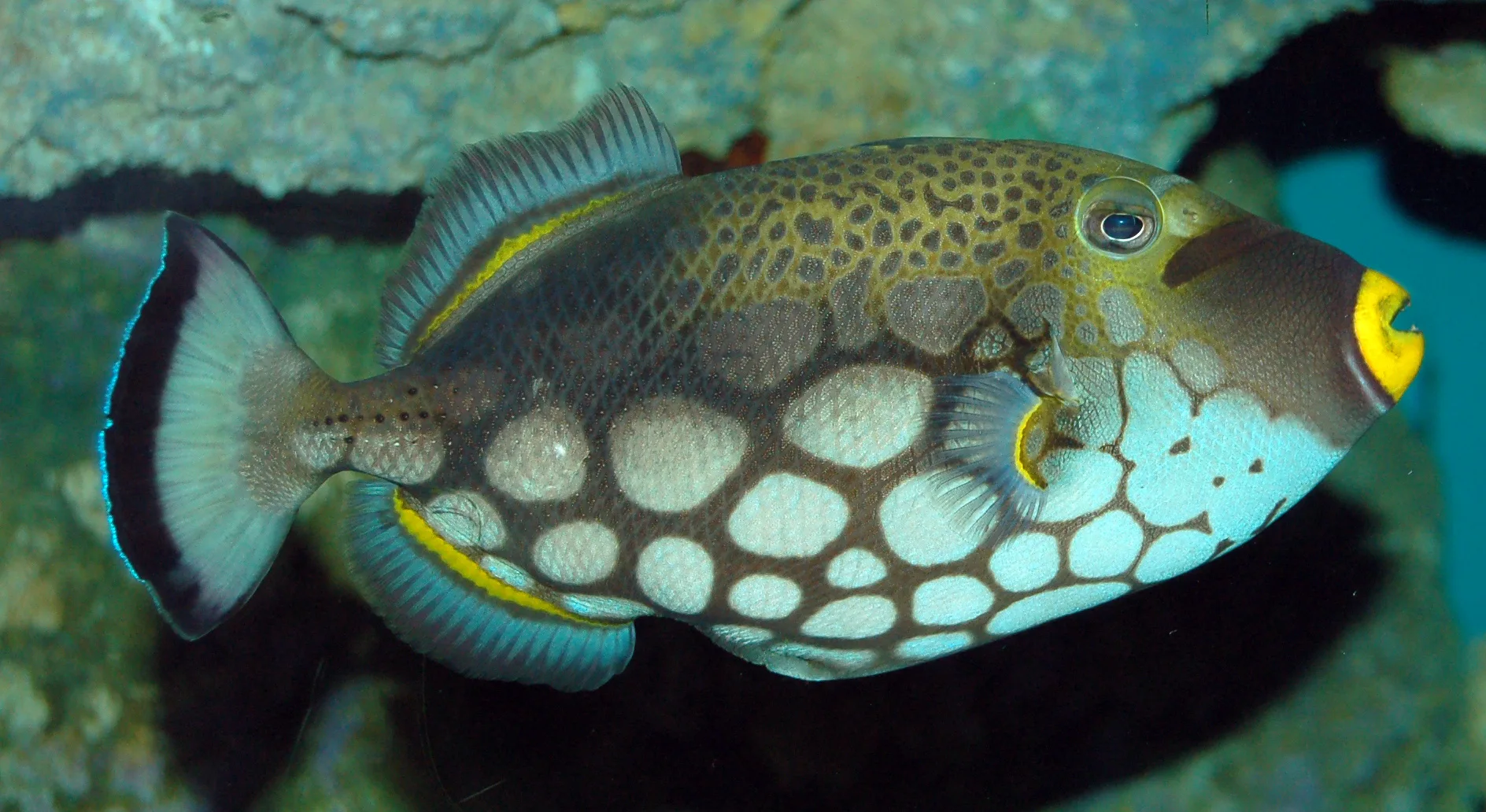 Clown Triggerfish aquarium photo