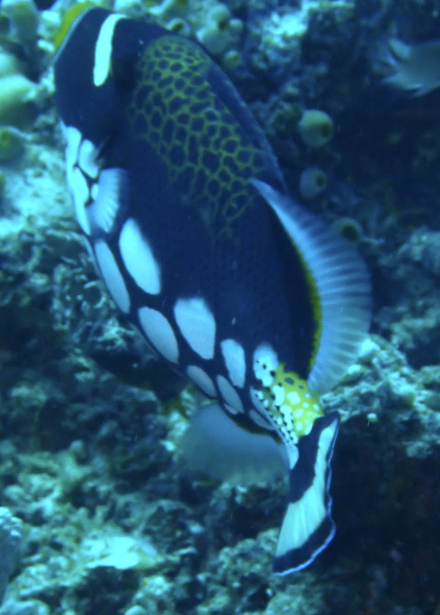 Clown Triggerfish aquarium photo