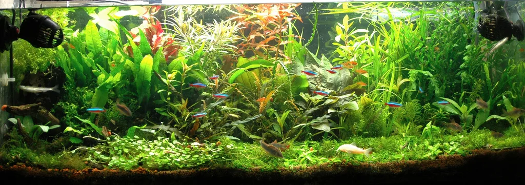 CO2 Regulator and Diffuser Basics