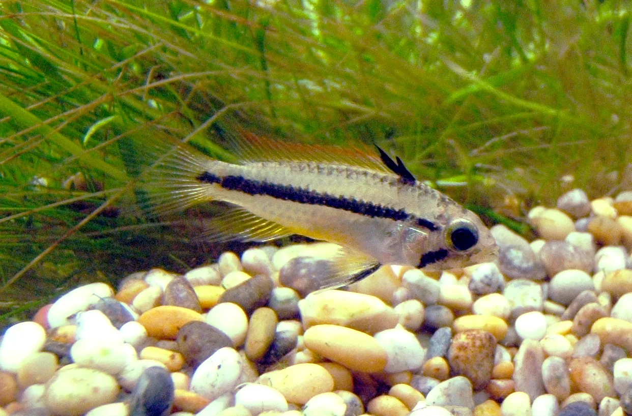 Cockatoo Dwarf Cichlid aquarium photo