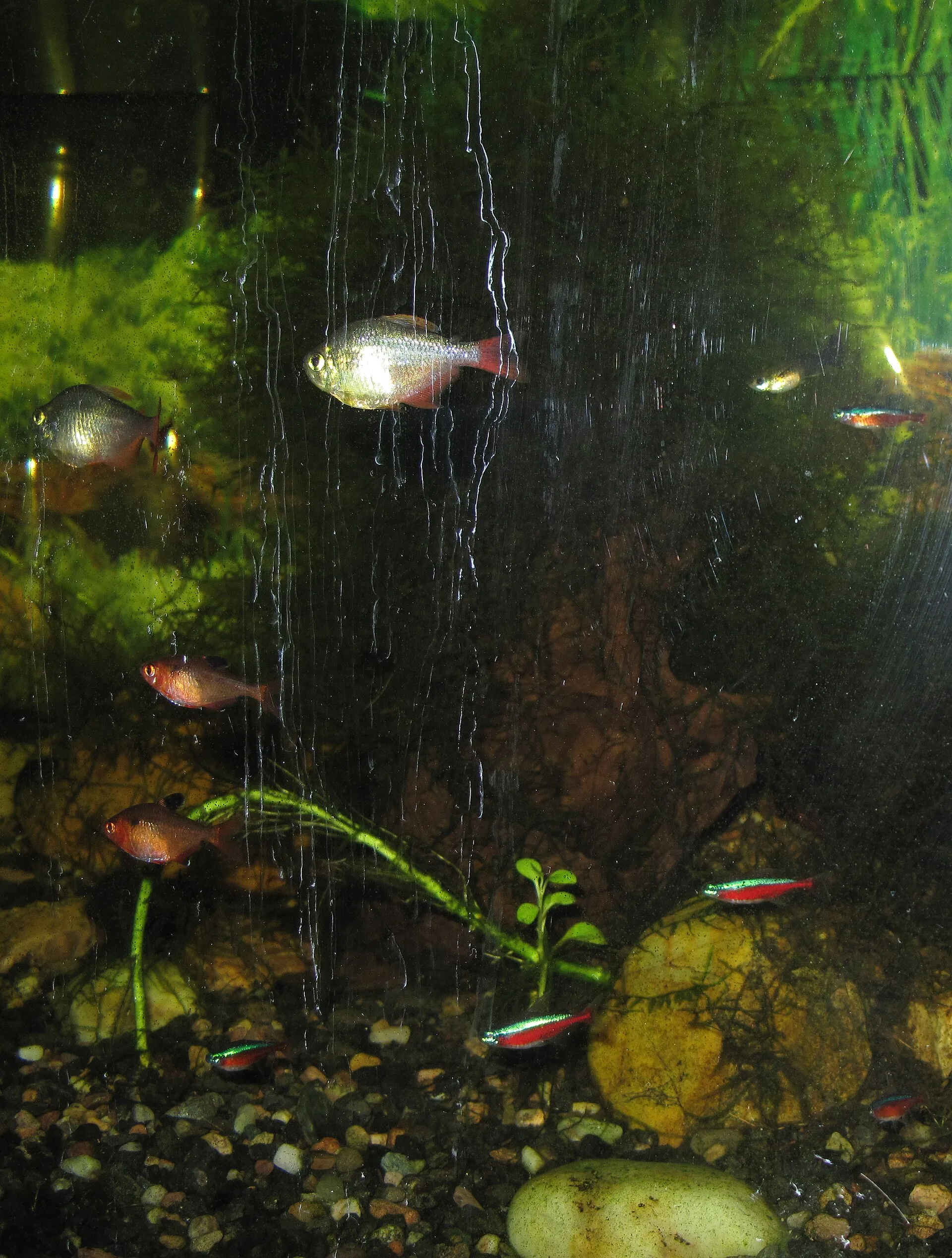 Columbian Tetra aquarium photo