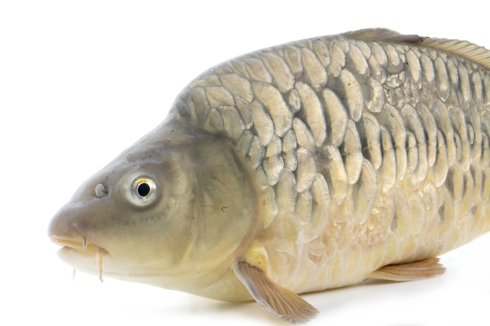 Common Carp aquarium photo
