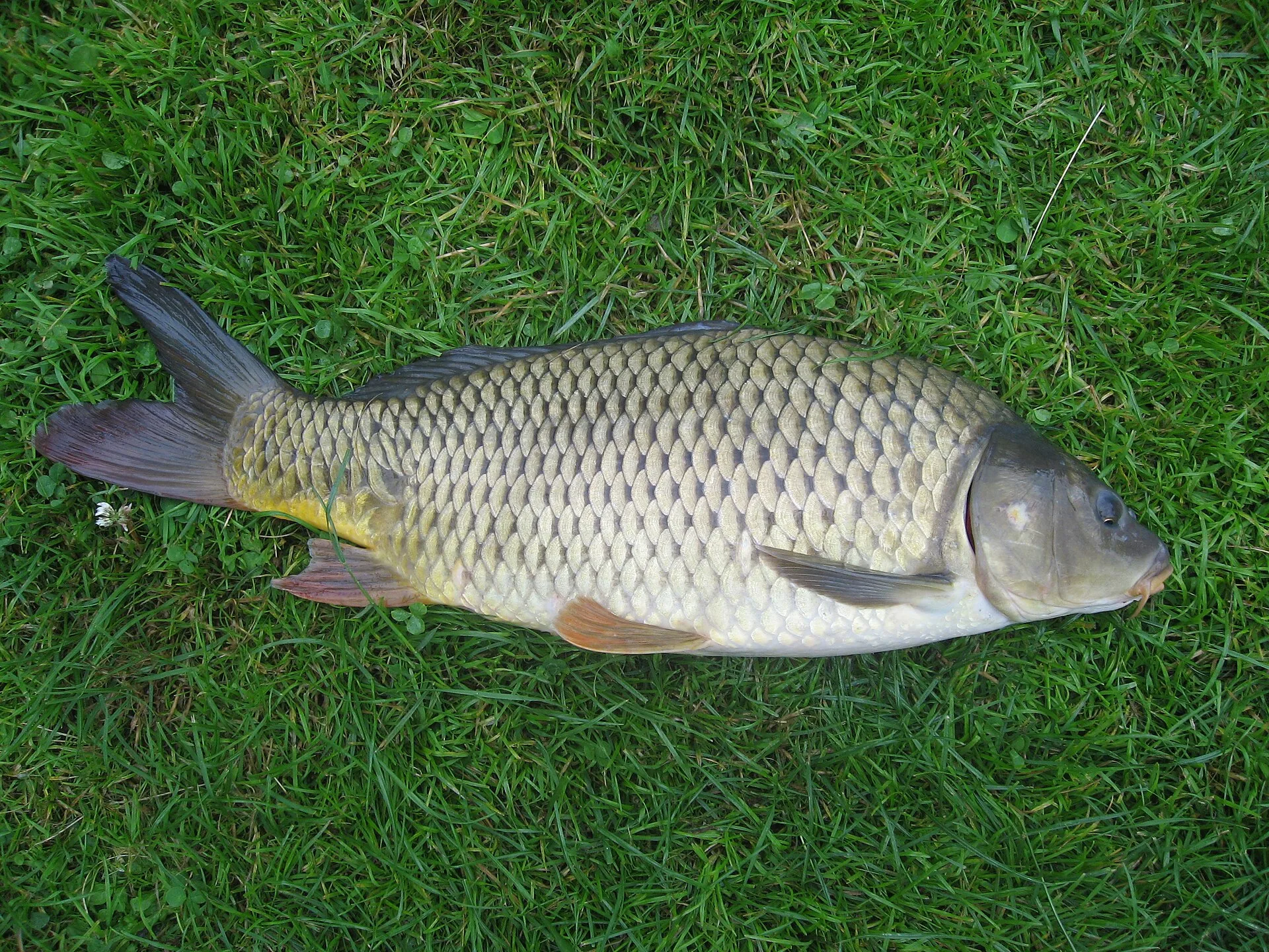Common Carp aquarium photo