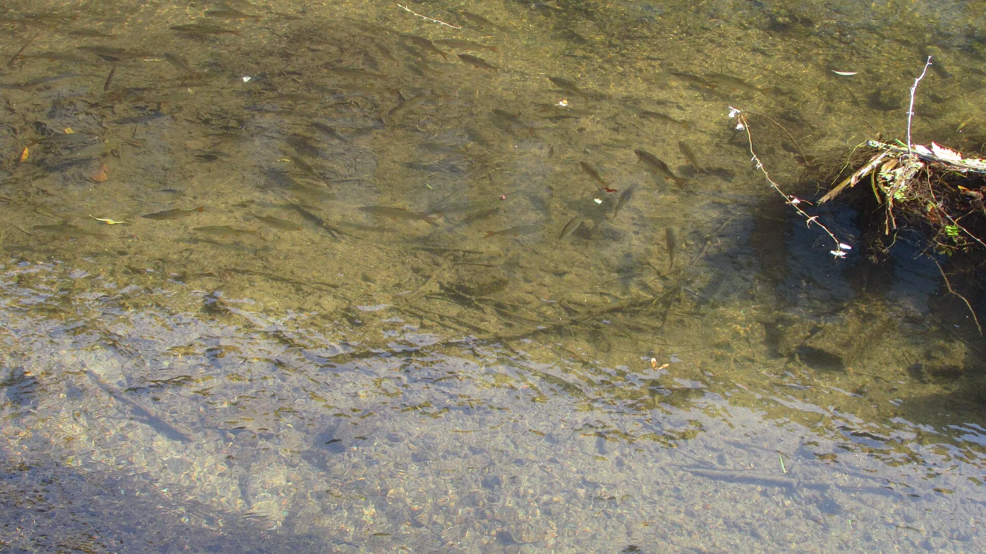 Common Dace aquarium photo