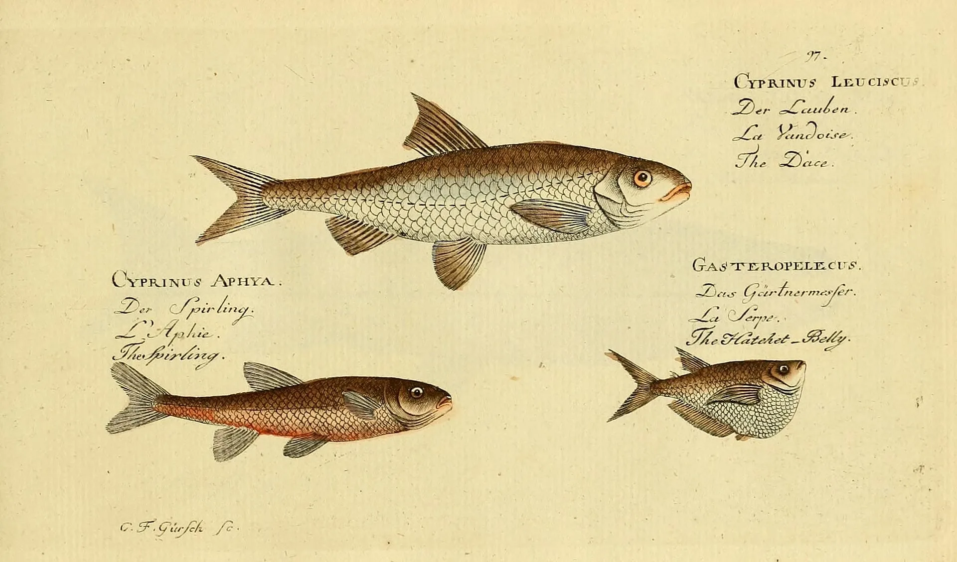 Common Dace aquarium photo