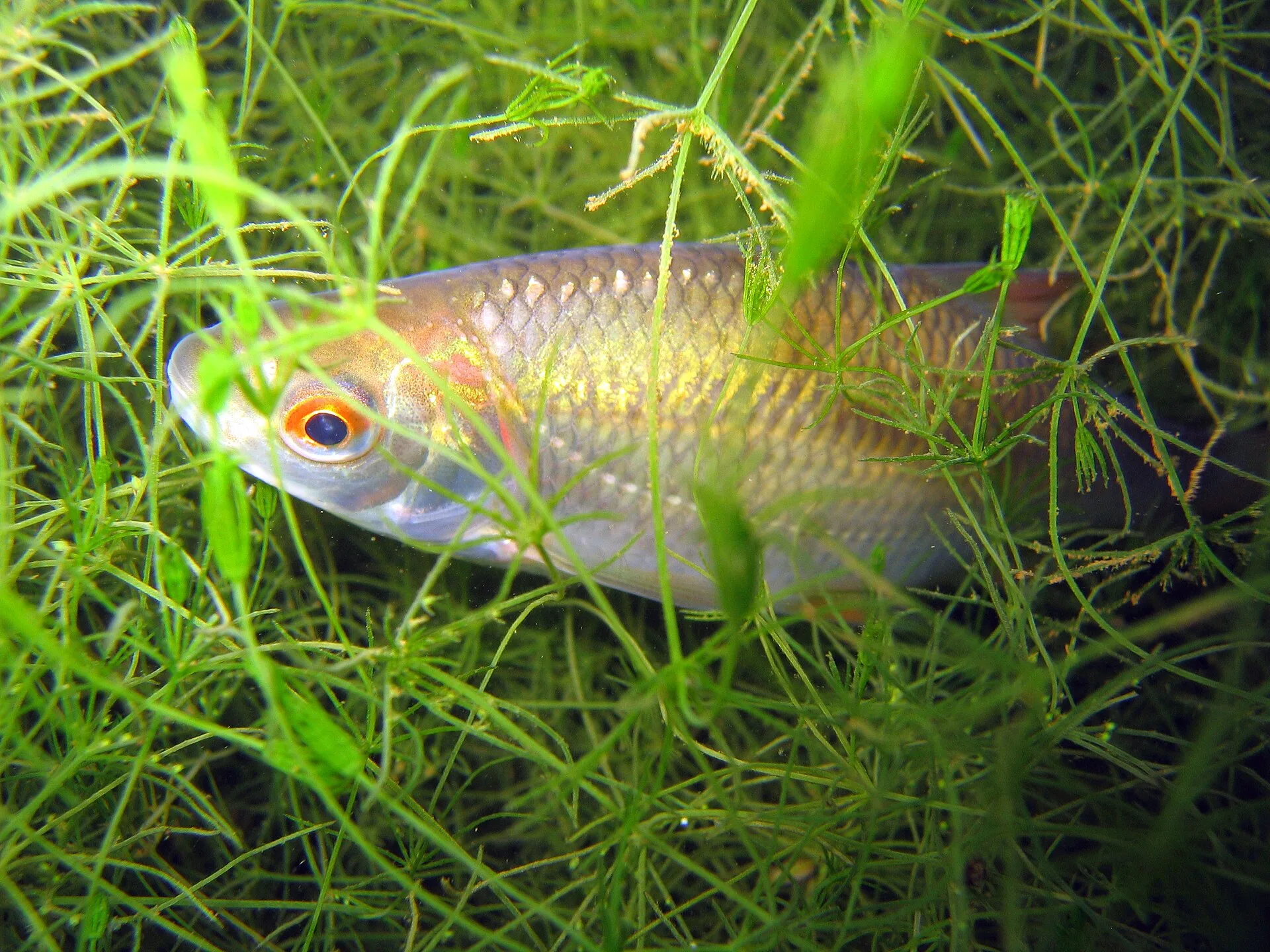Common Roach aquarium photo