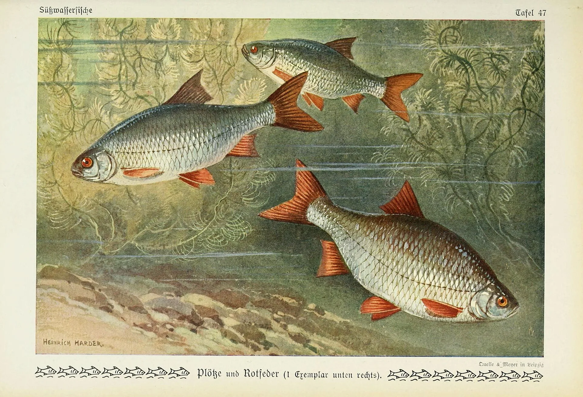 Common Roach aquarium photo