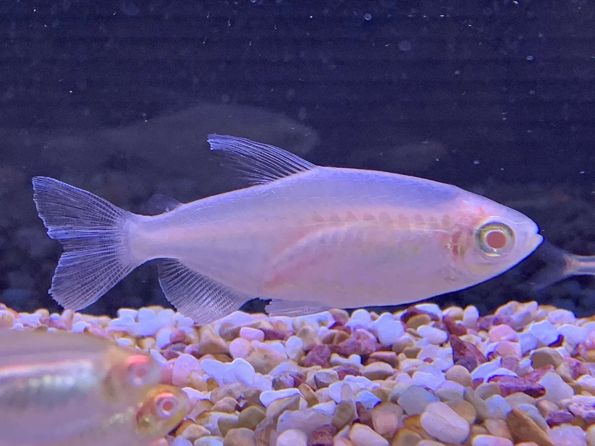 Congo Tetra aquarium photo