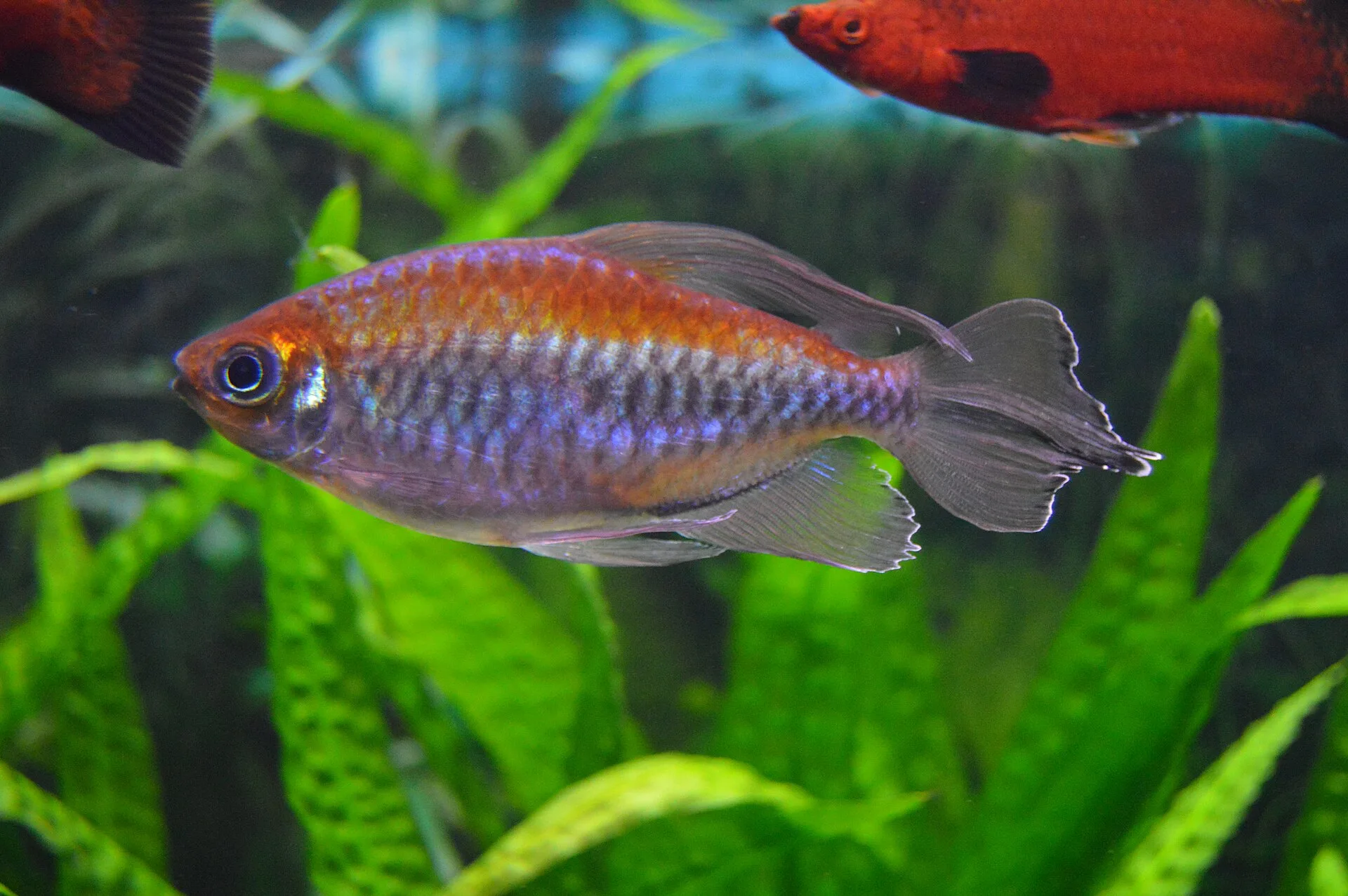 Congo Tetra aquarium photo